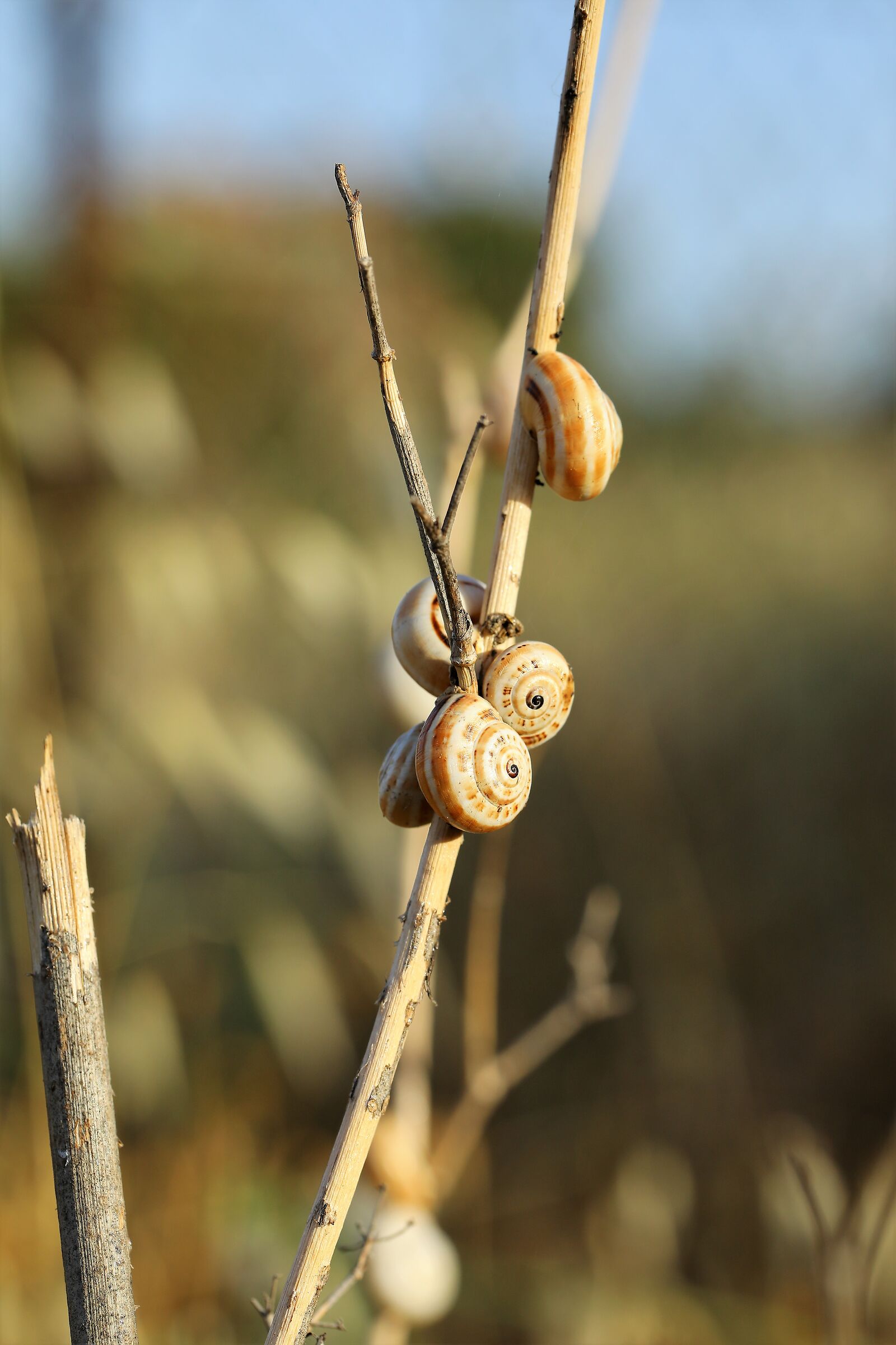Staccarsi dalla massa