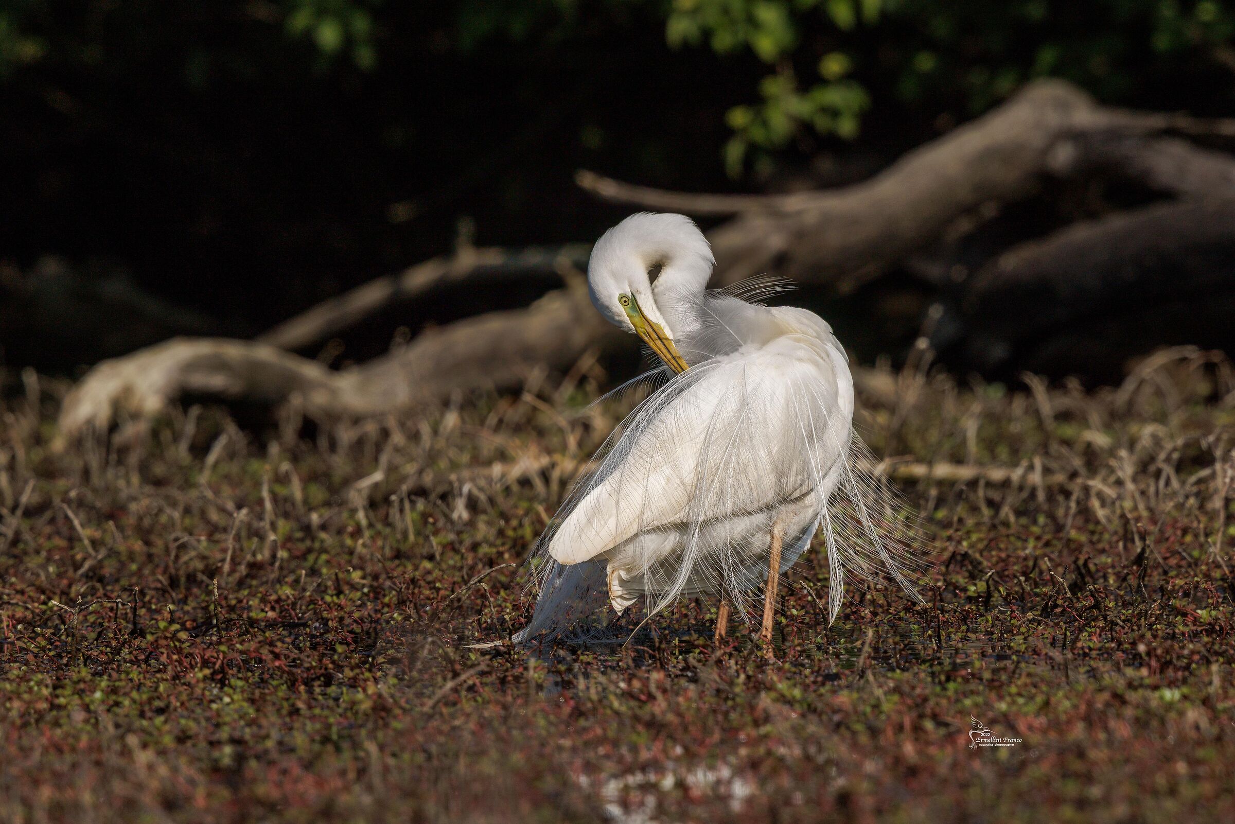 Egret