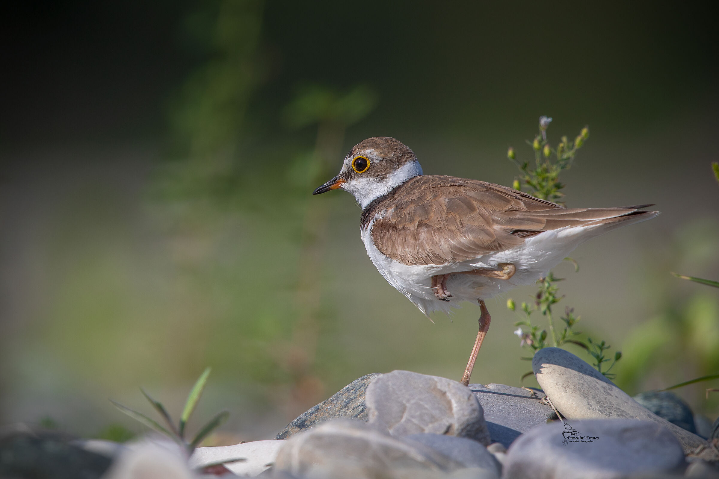Little ringed plover