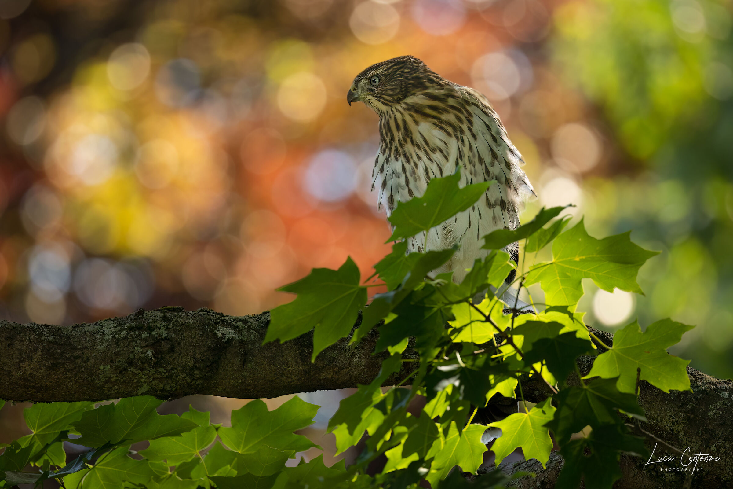 Cooper's Hawk (Accipiter Cooperii) Immaturo