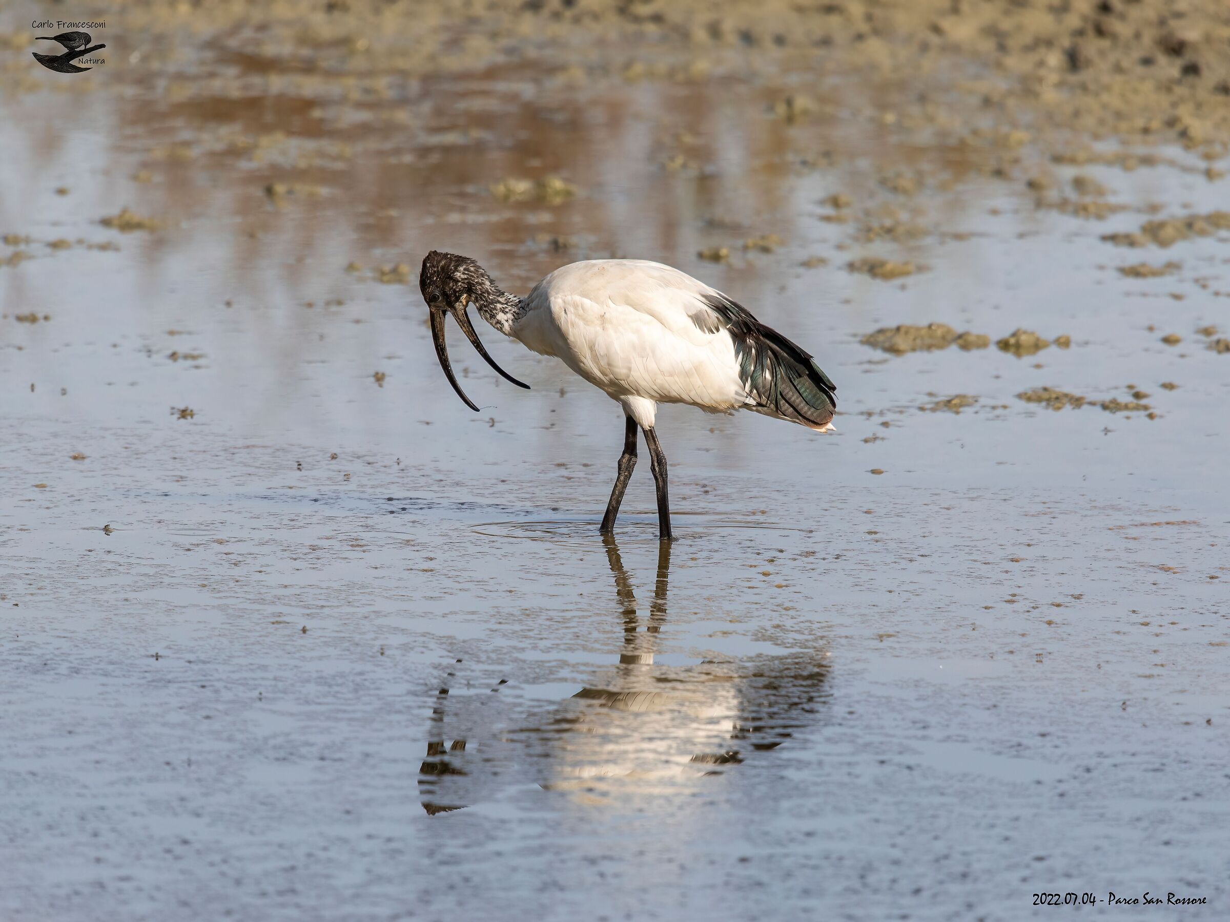 ancora Ibis sacri