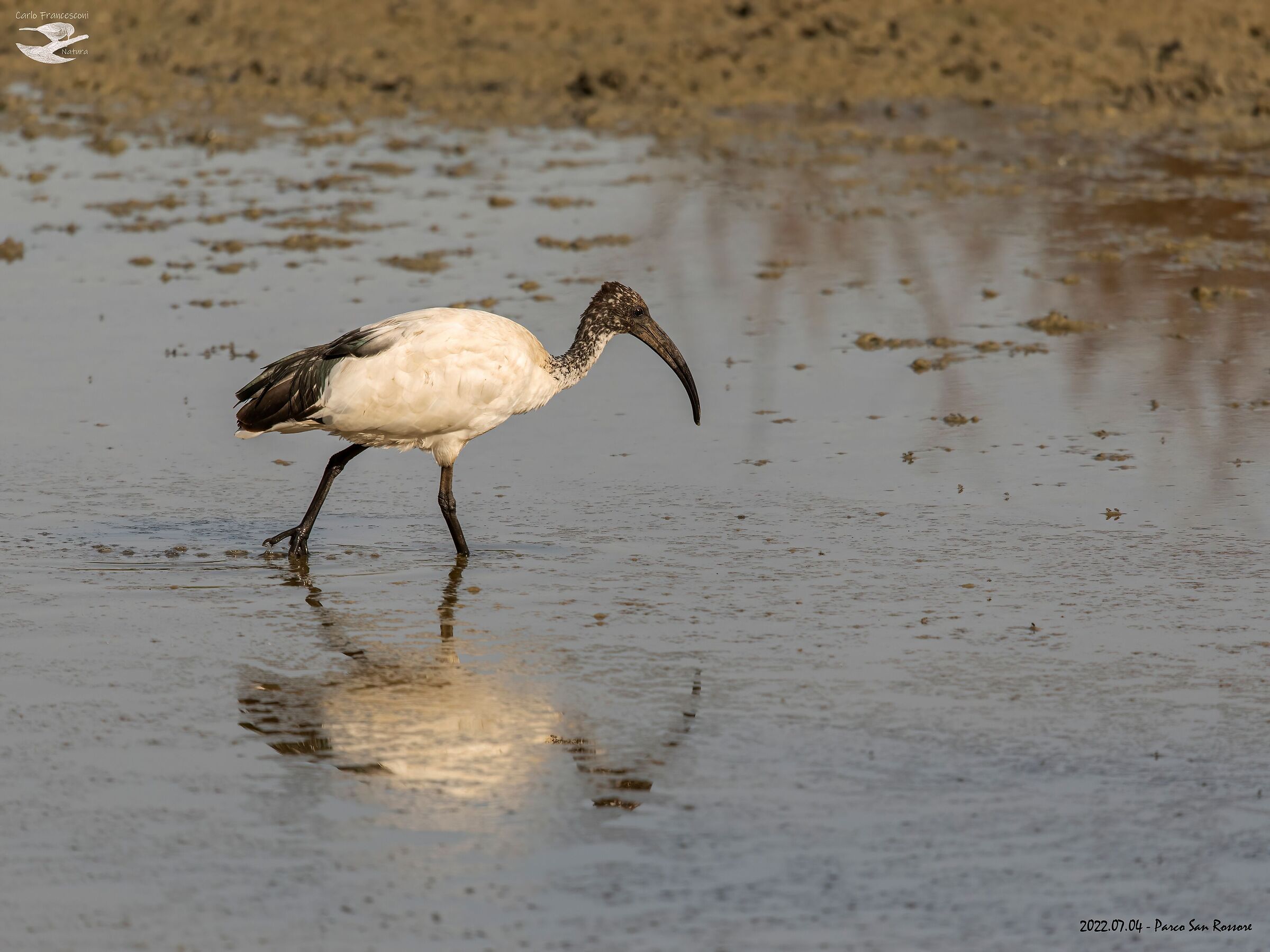 ancora Ibis sacri