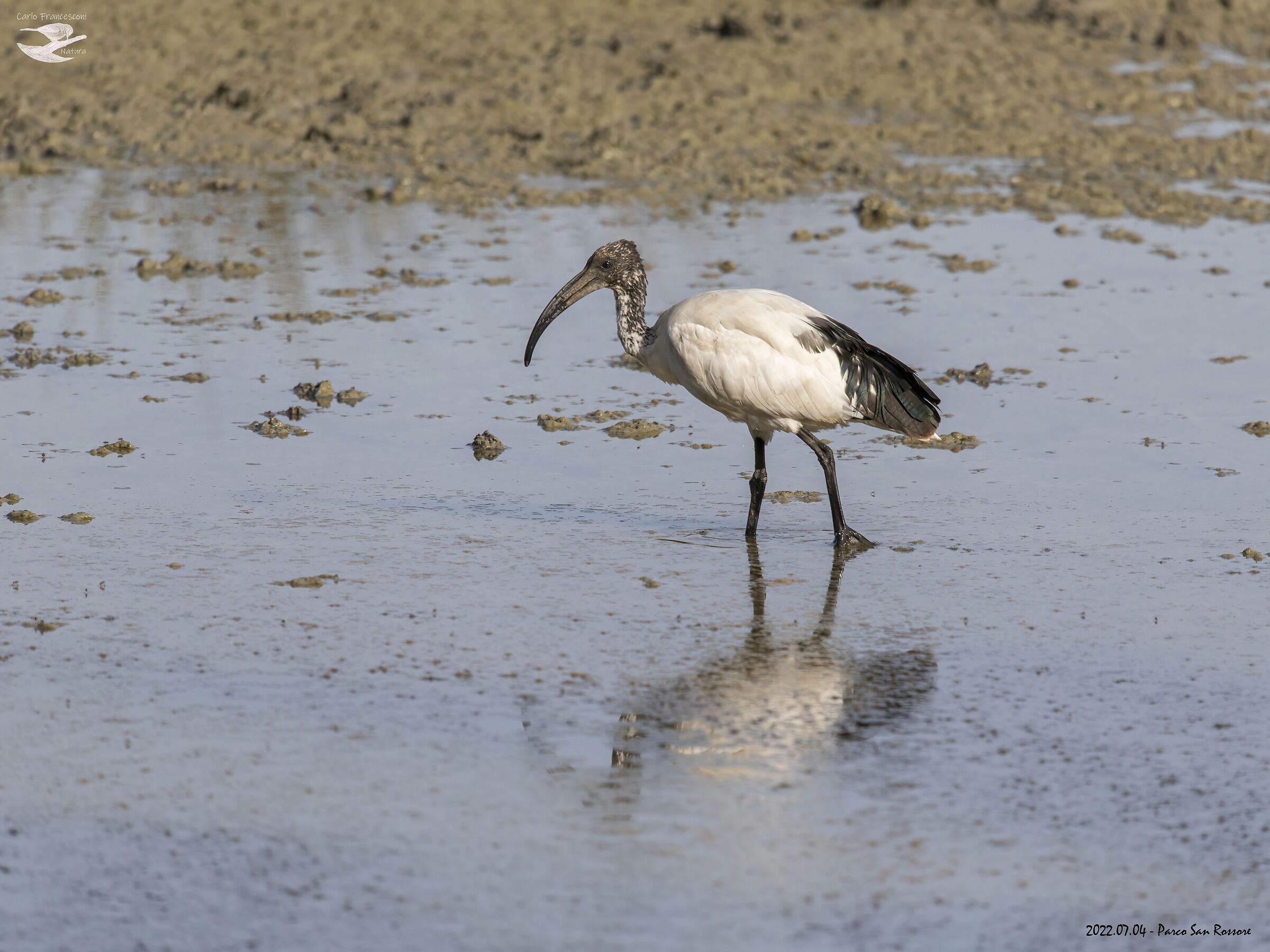 ancora Ibis sacri
