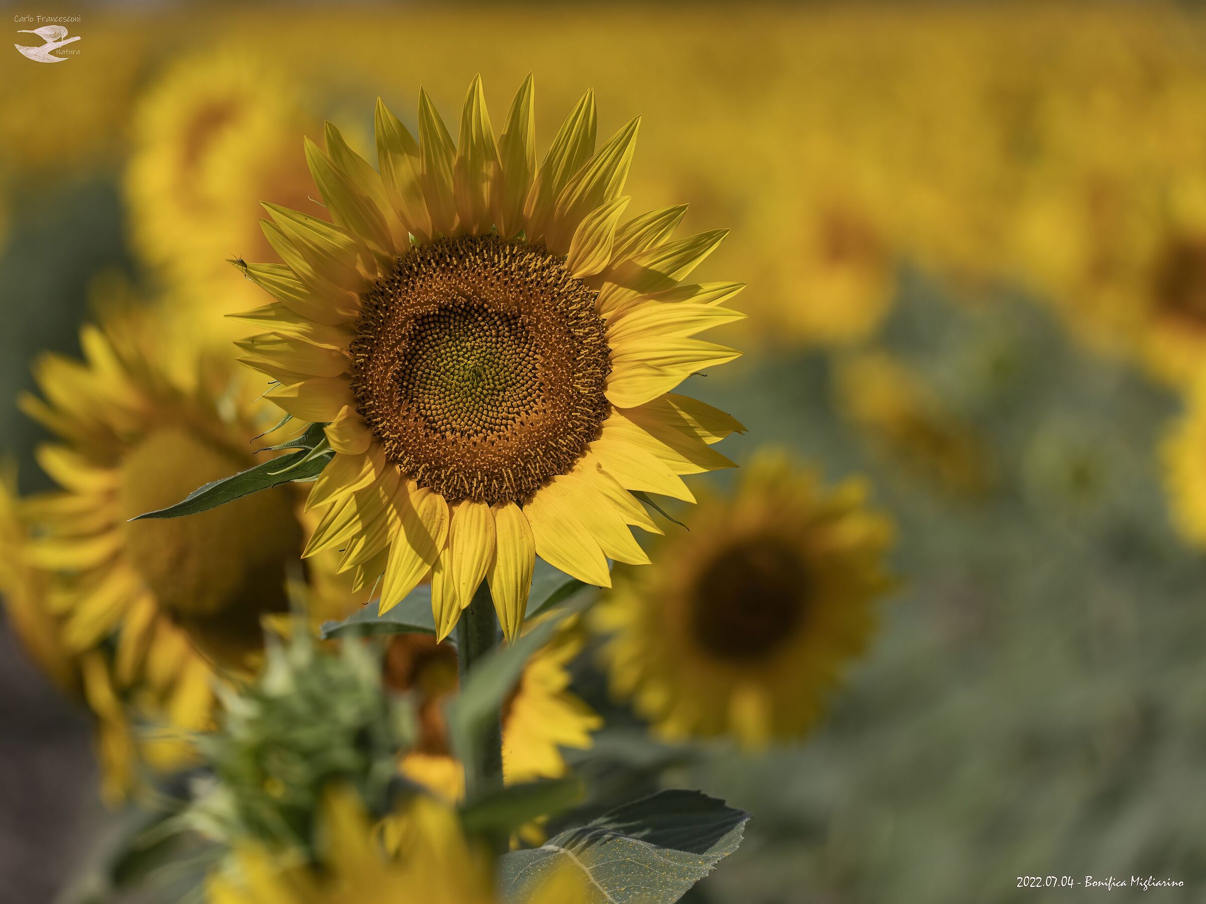 sunflowers