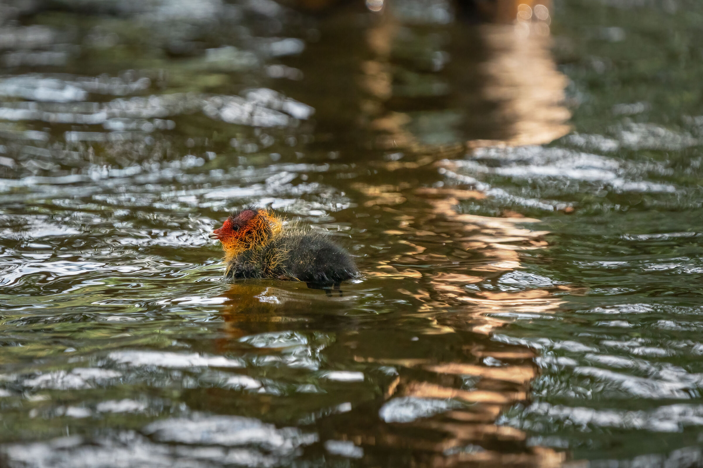 Folaghina Testa Rossa Maranello