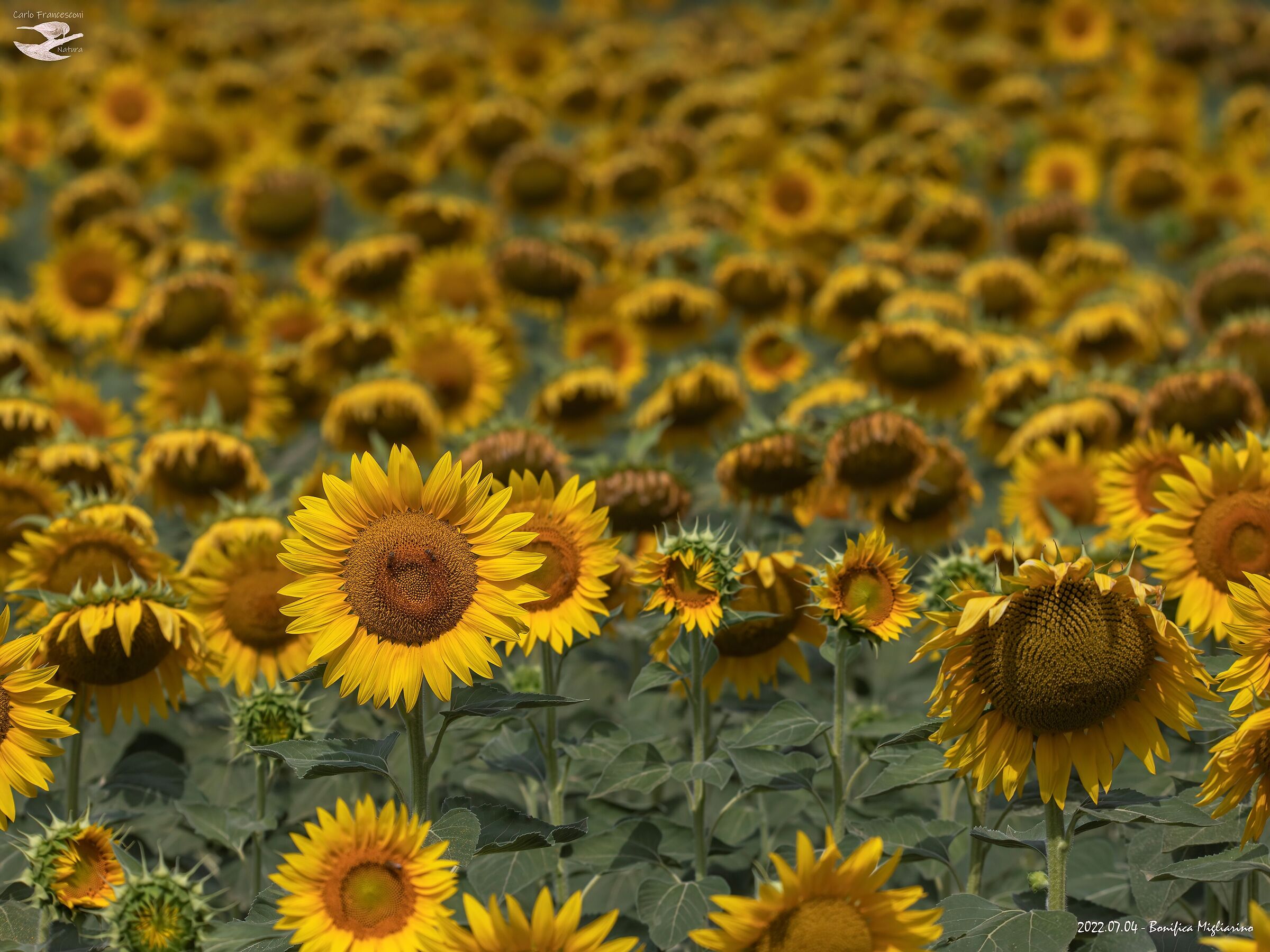 girasoliiii