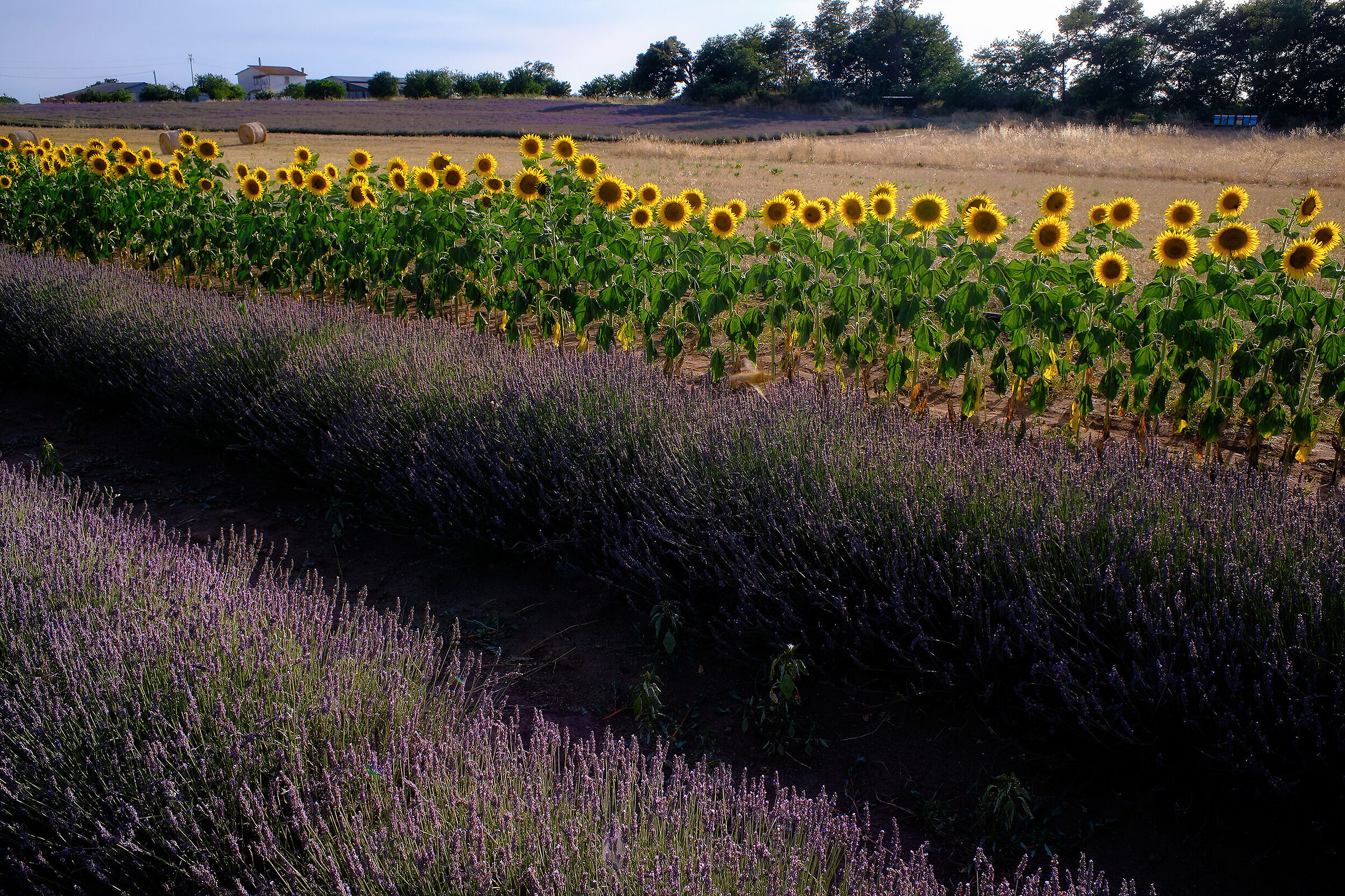 Lavender and sunflowers
