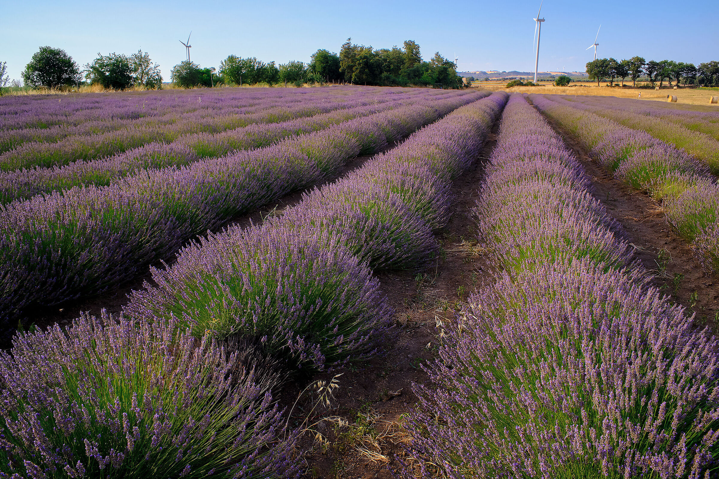 Purple file