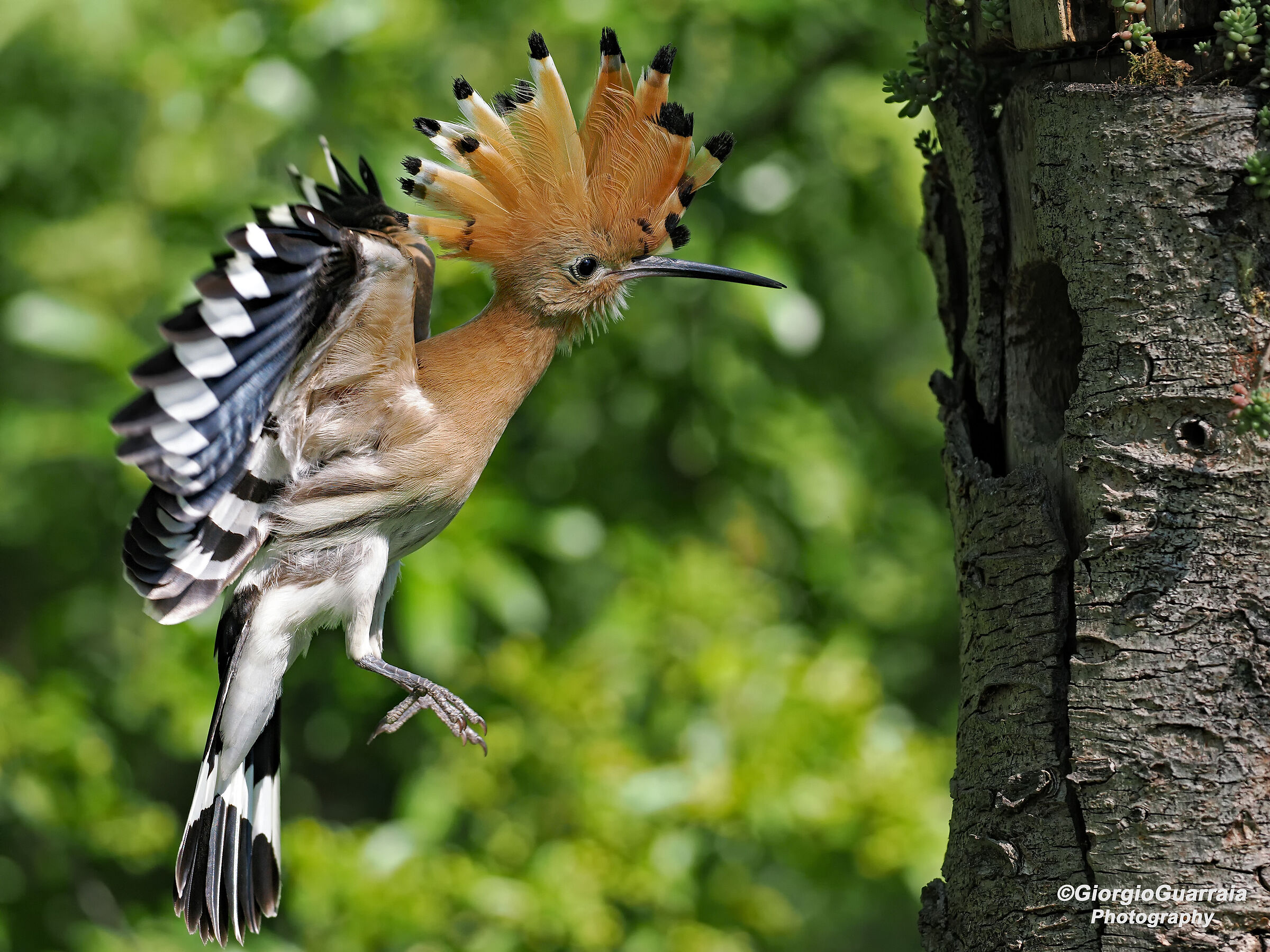 Hoopoe