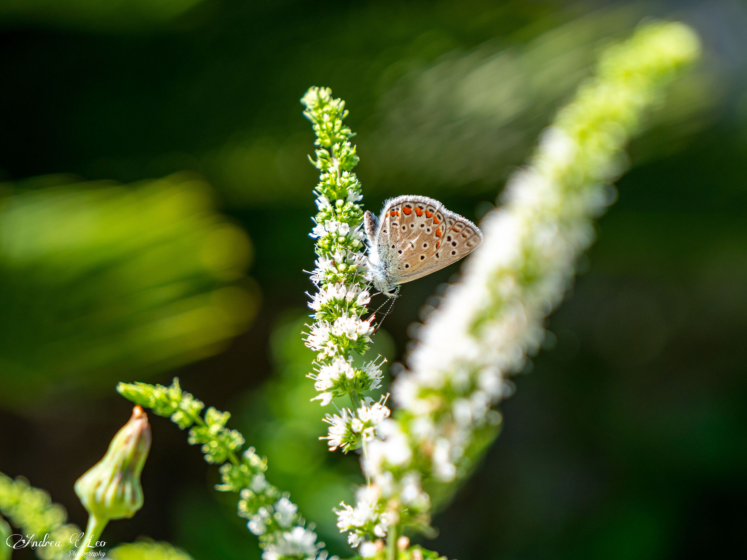 Cuori disegnati sulle ali