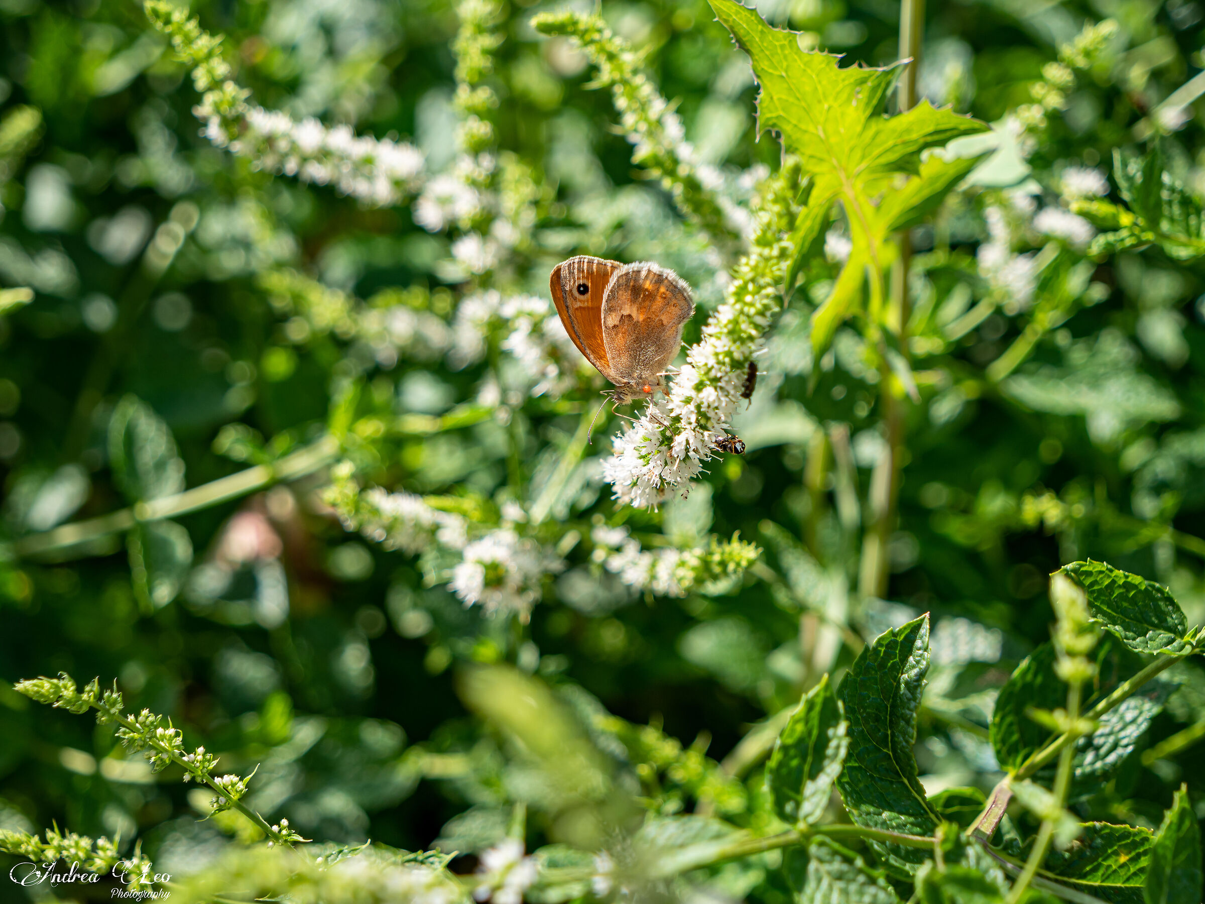 Occhio disegnato sulle ali