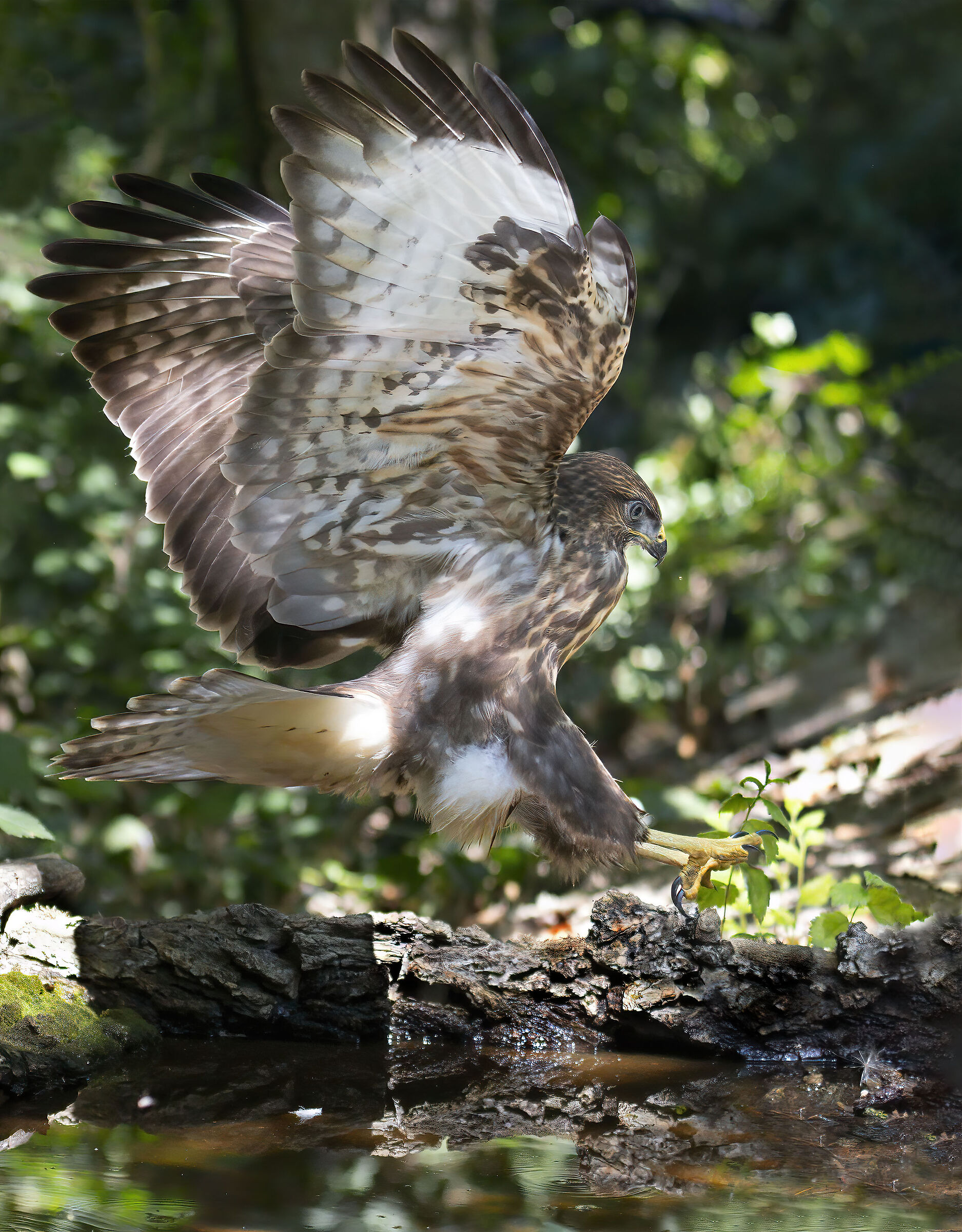 The arrival (Poiana)