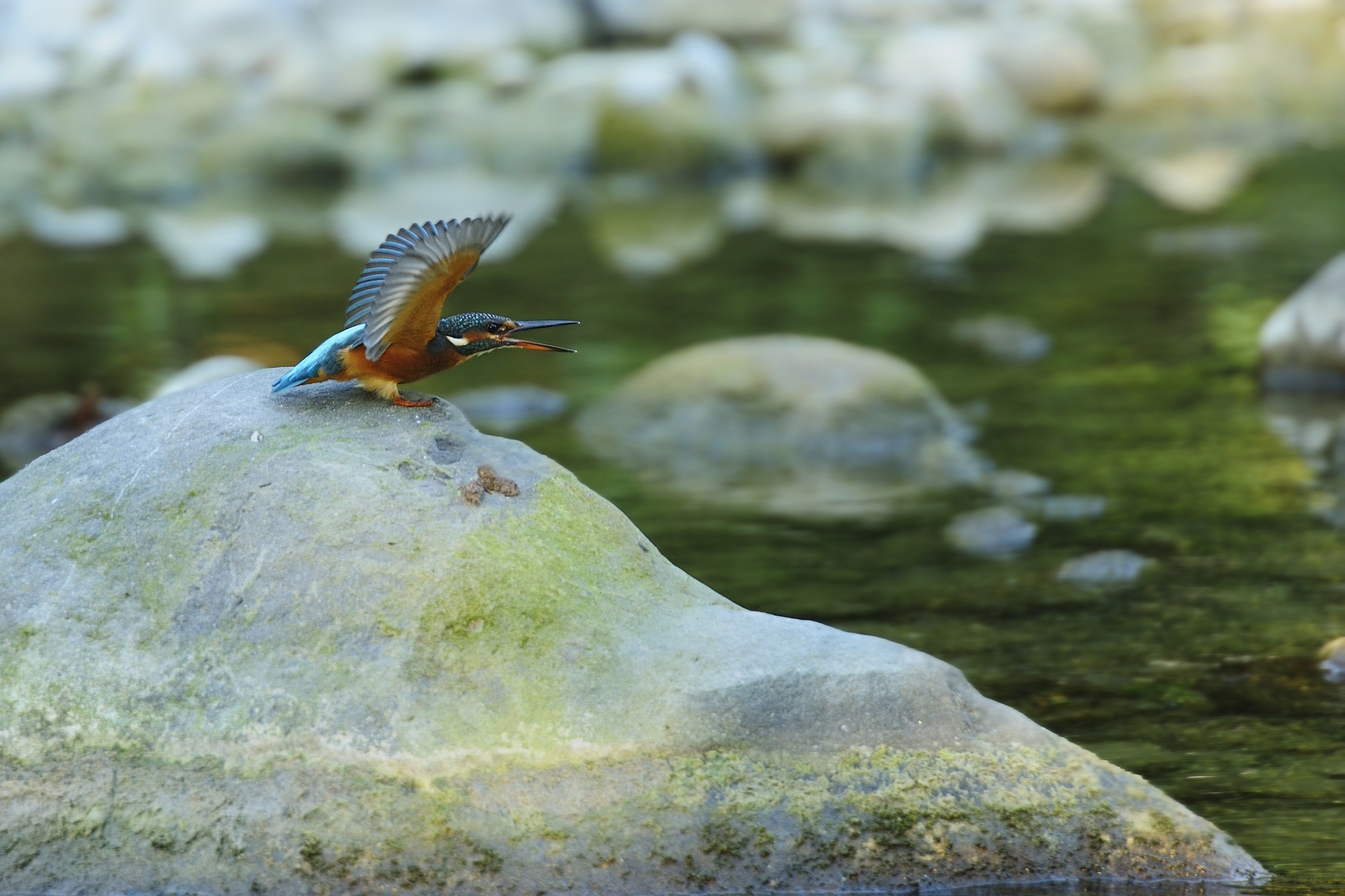 Kingfisher
