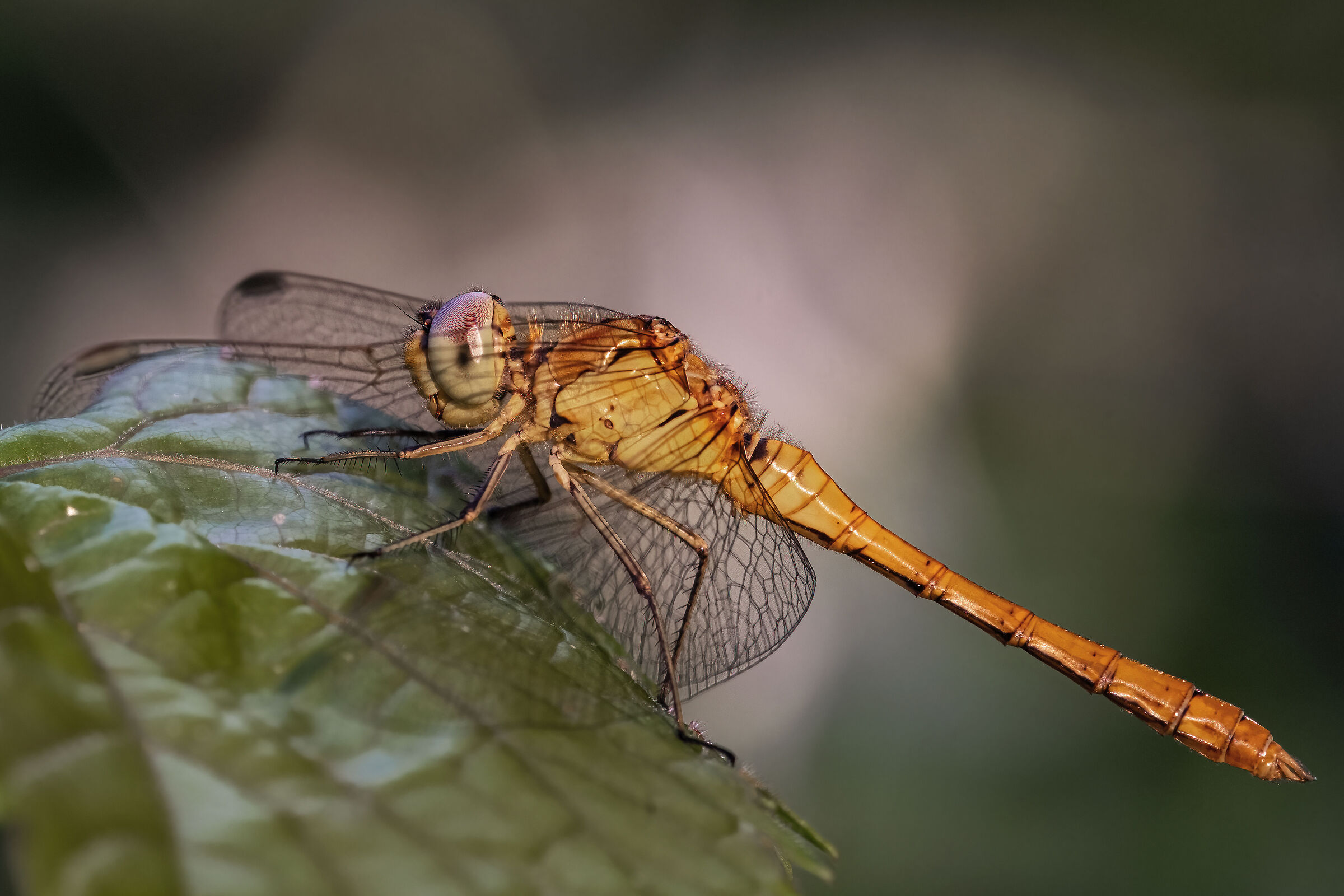 Sympetrum striolatum