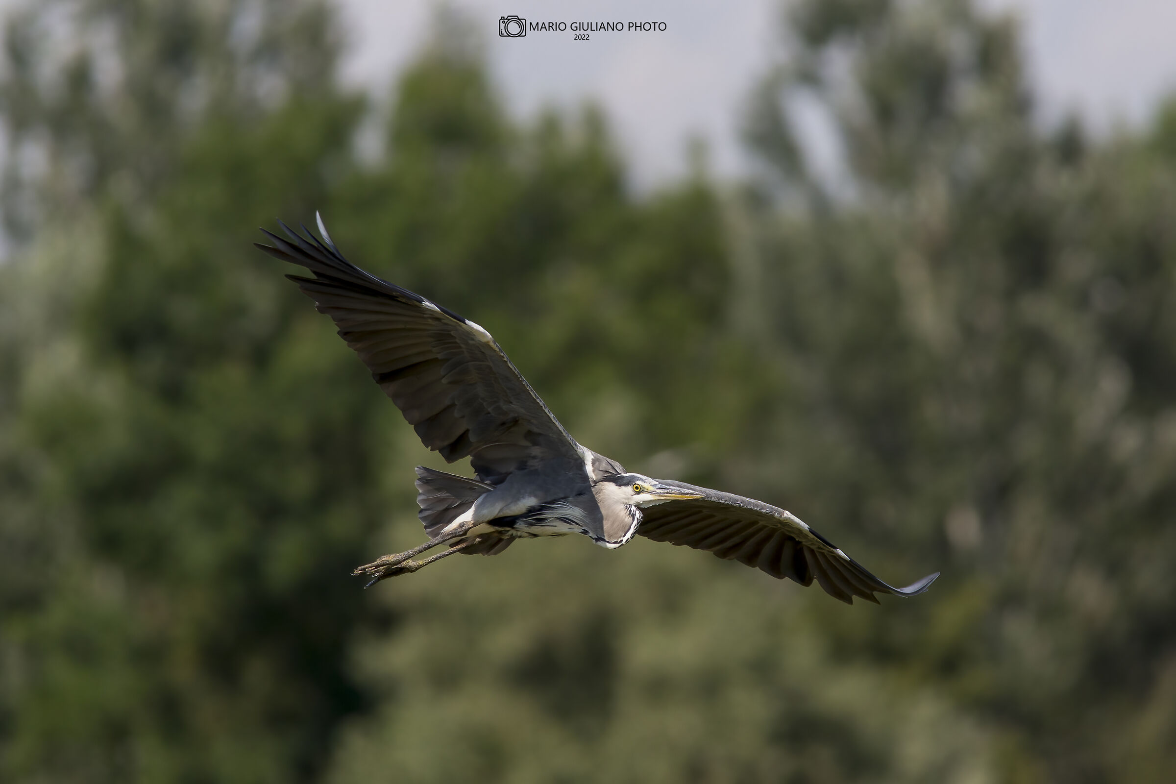 Grey heron