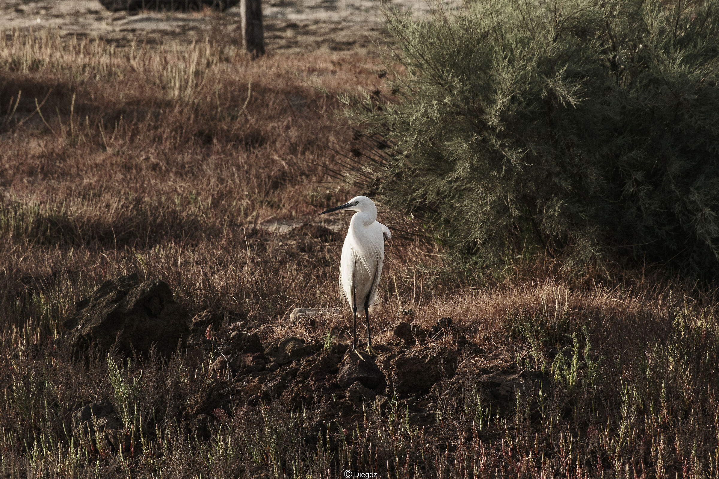 egret in lunch break