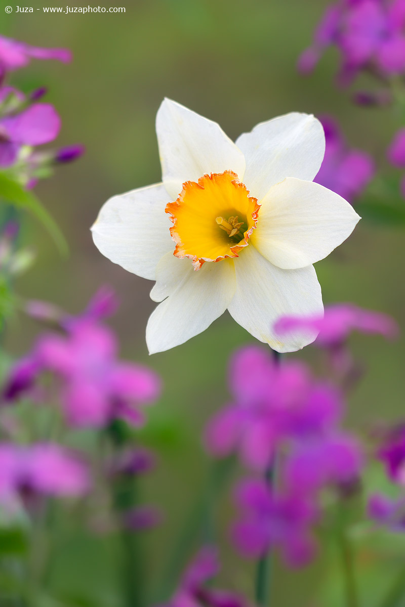 Narcissus flowers in pink, 016599