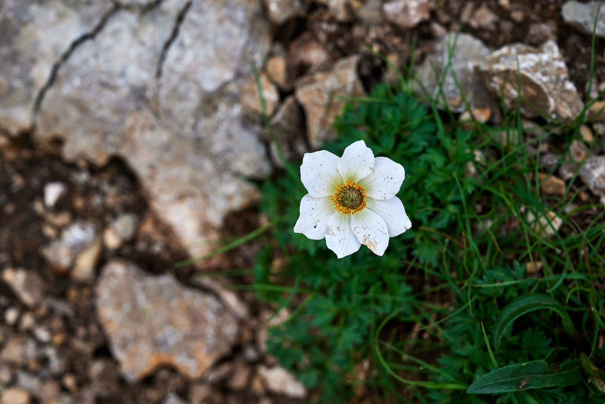 Alpine anemone