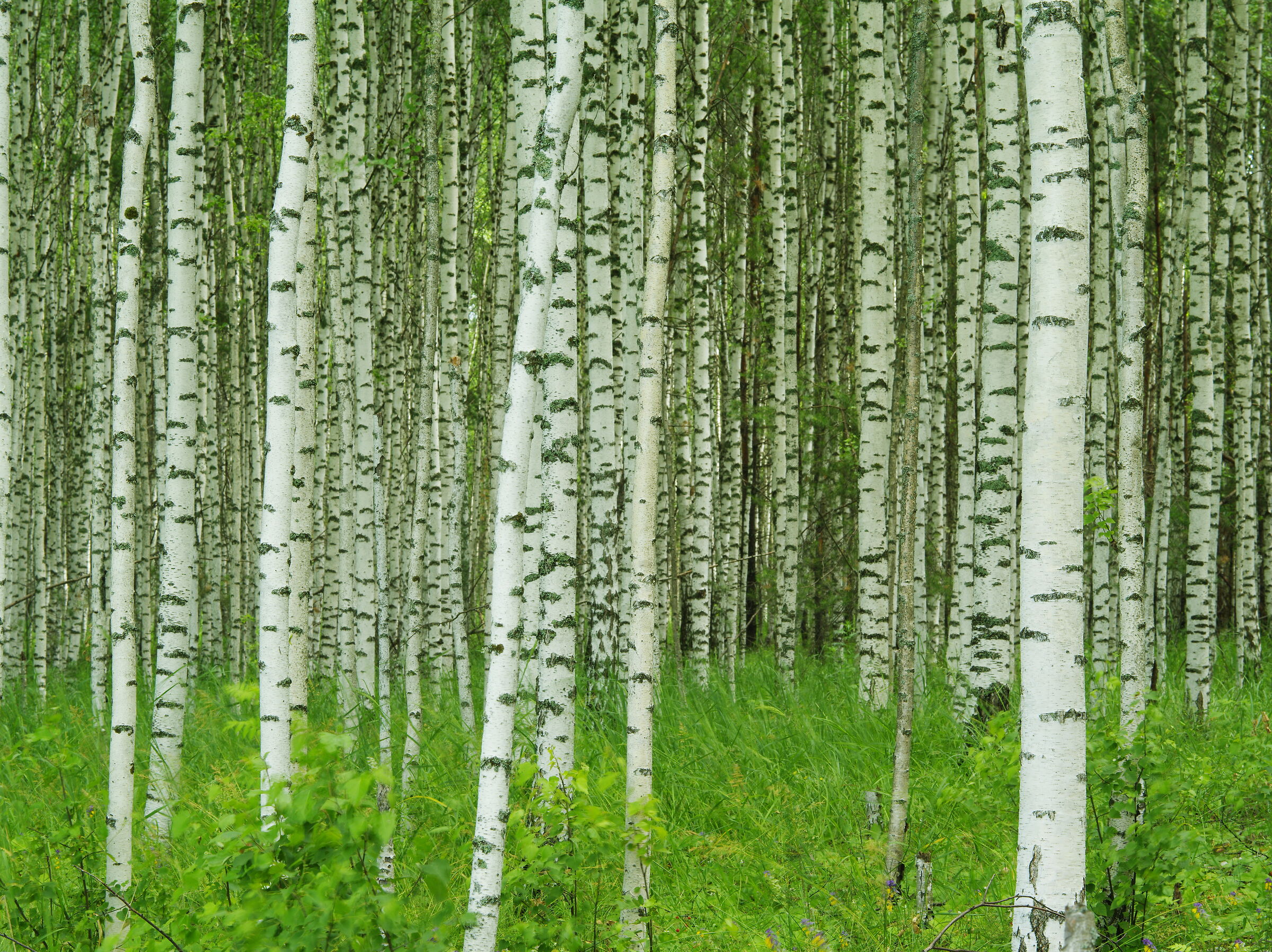 Foresta di betulle
