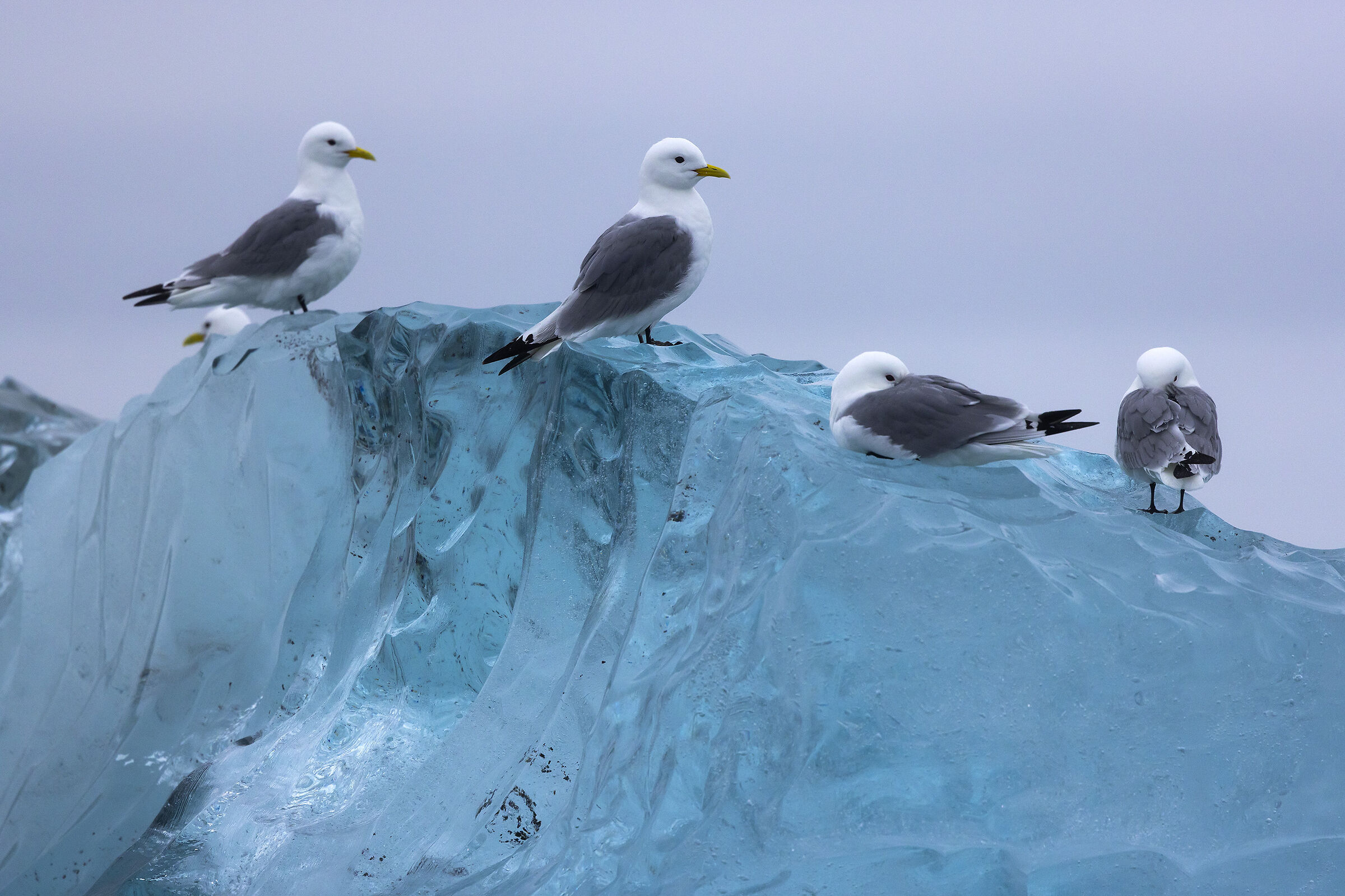 Three-toed gulls on icebergs