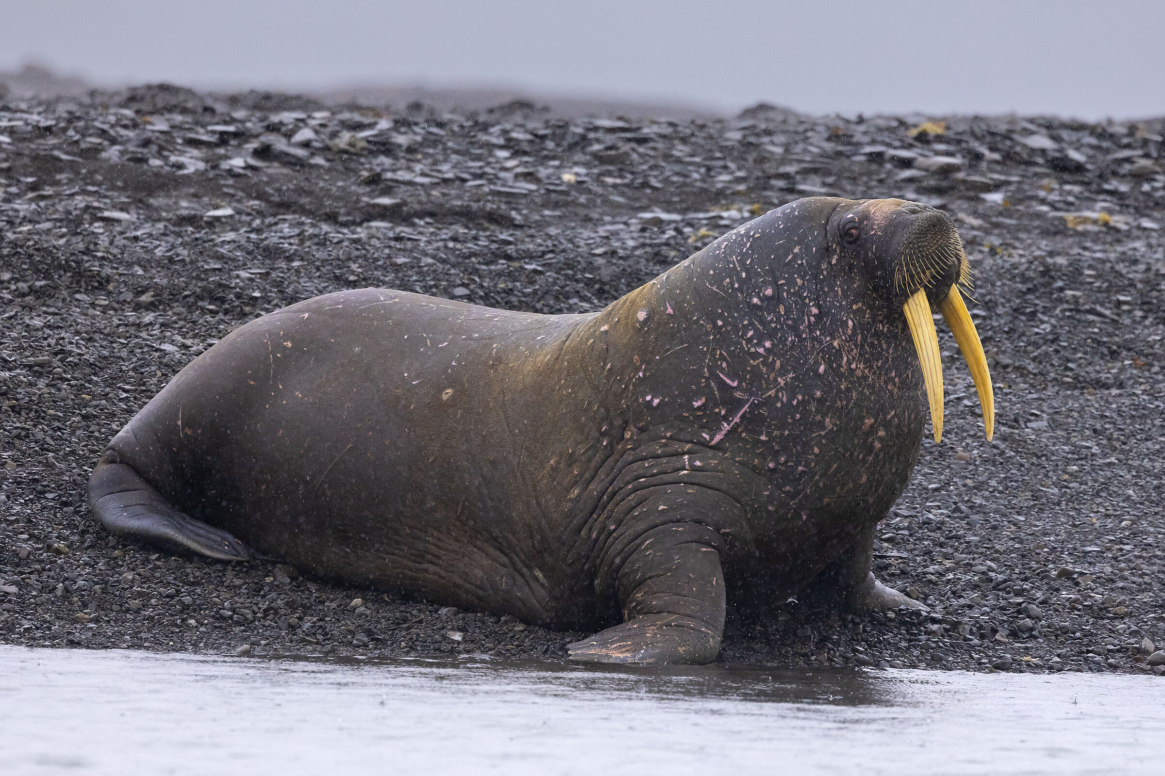 Walrus