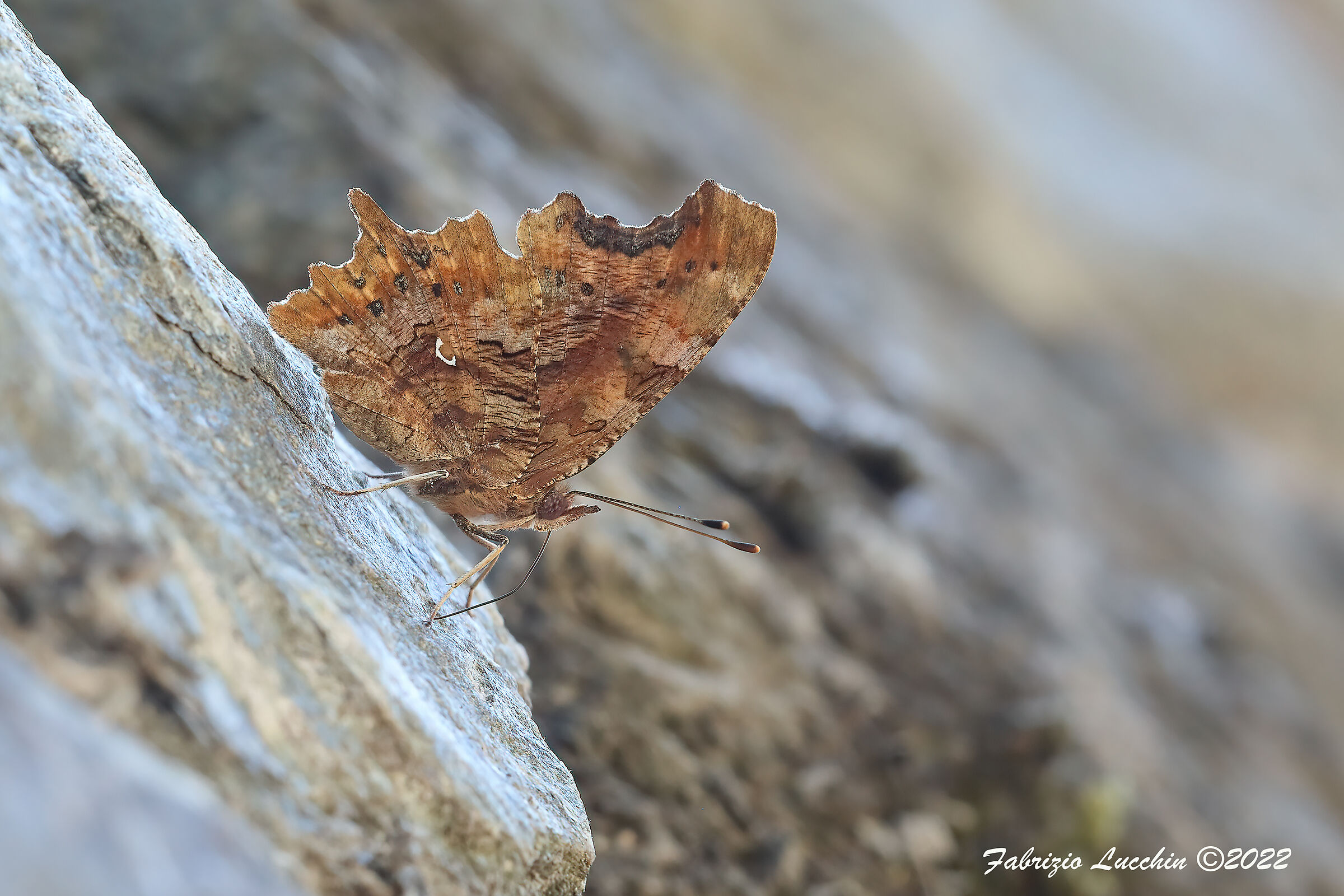 Vanessa c-bianco (Polygonia c-album)