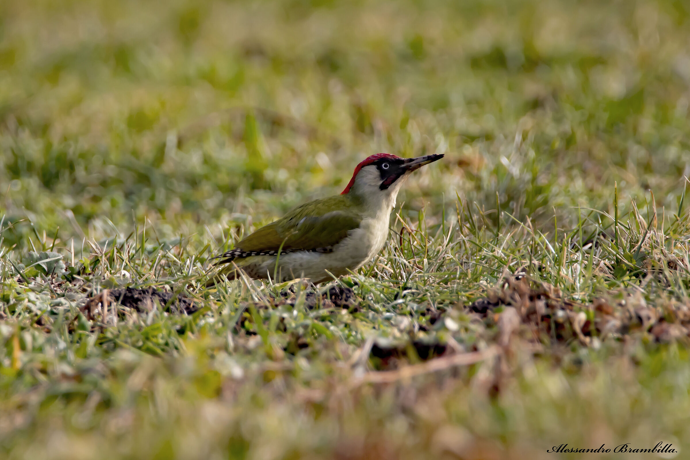 The green