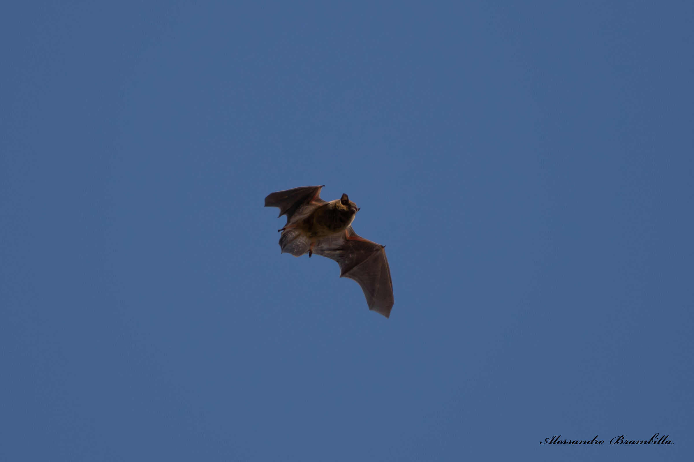 Daytime flight