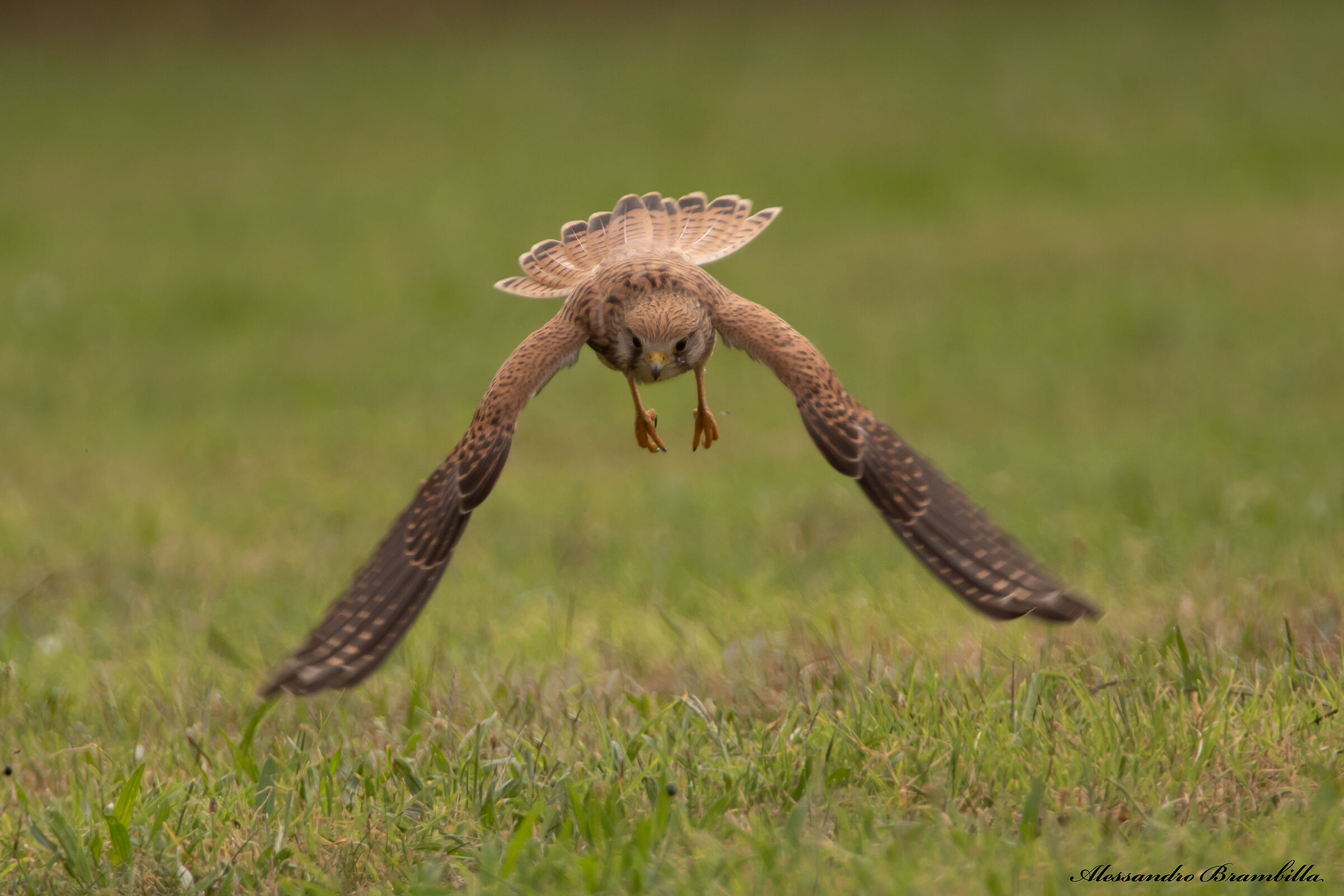 Hunting