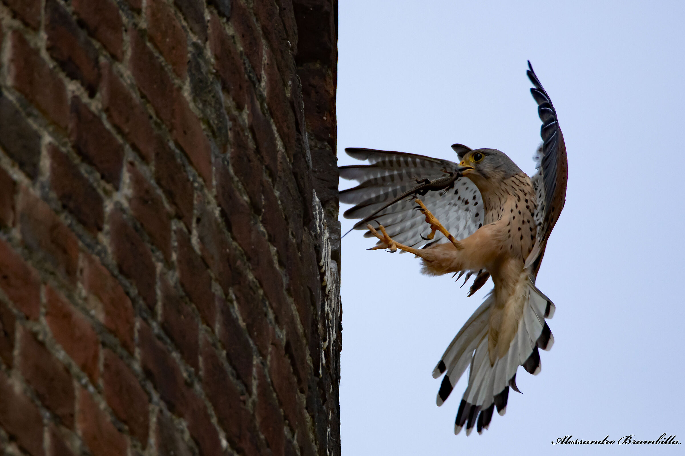 Return to the nest