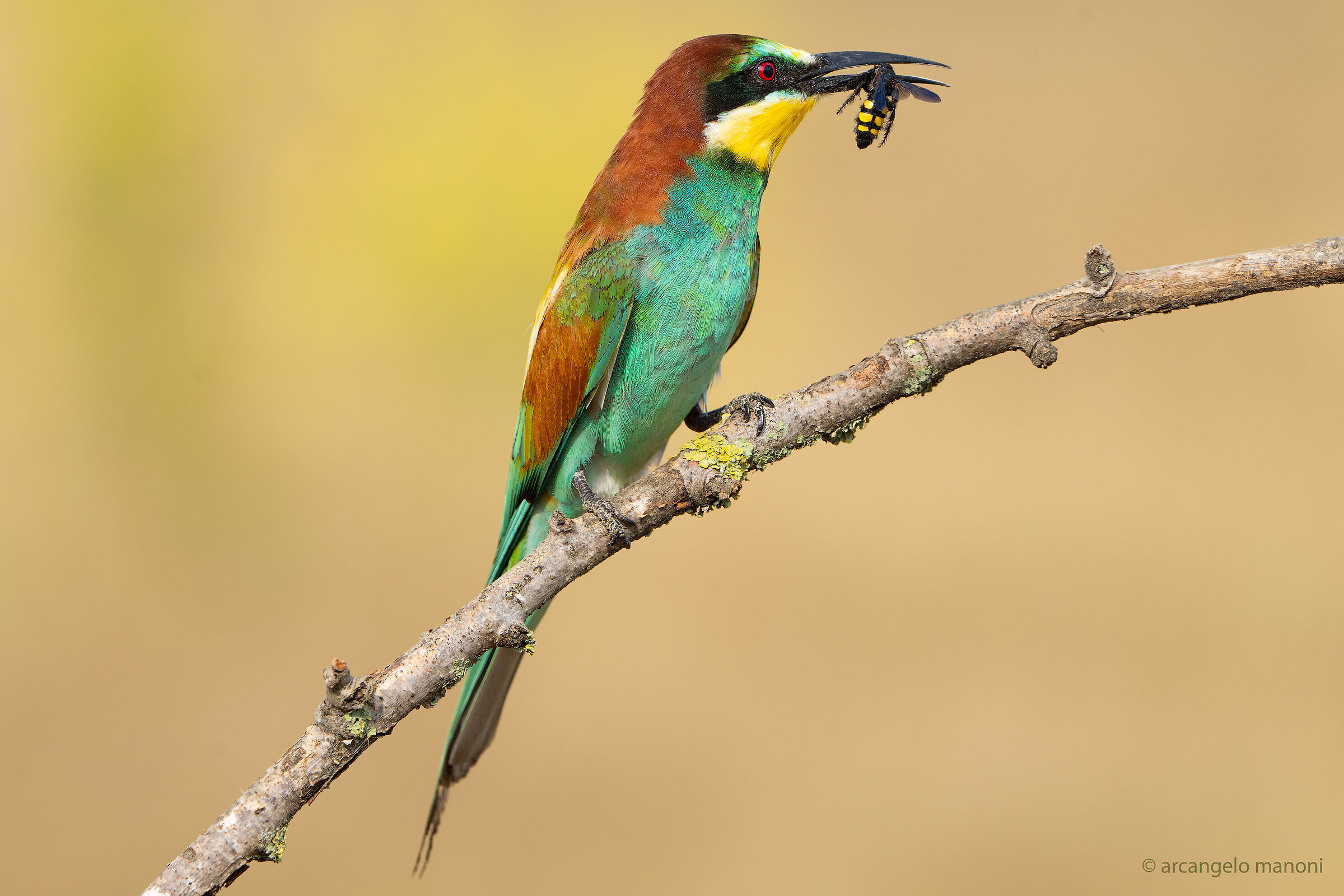 Una preda pericolosa