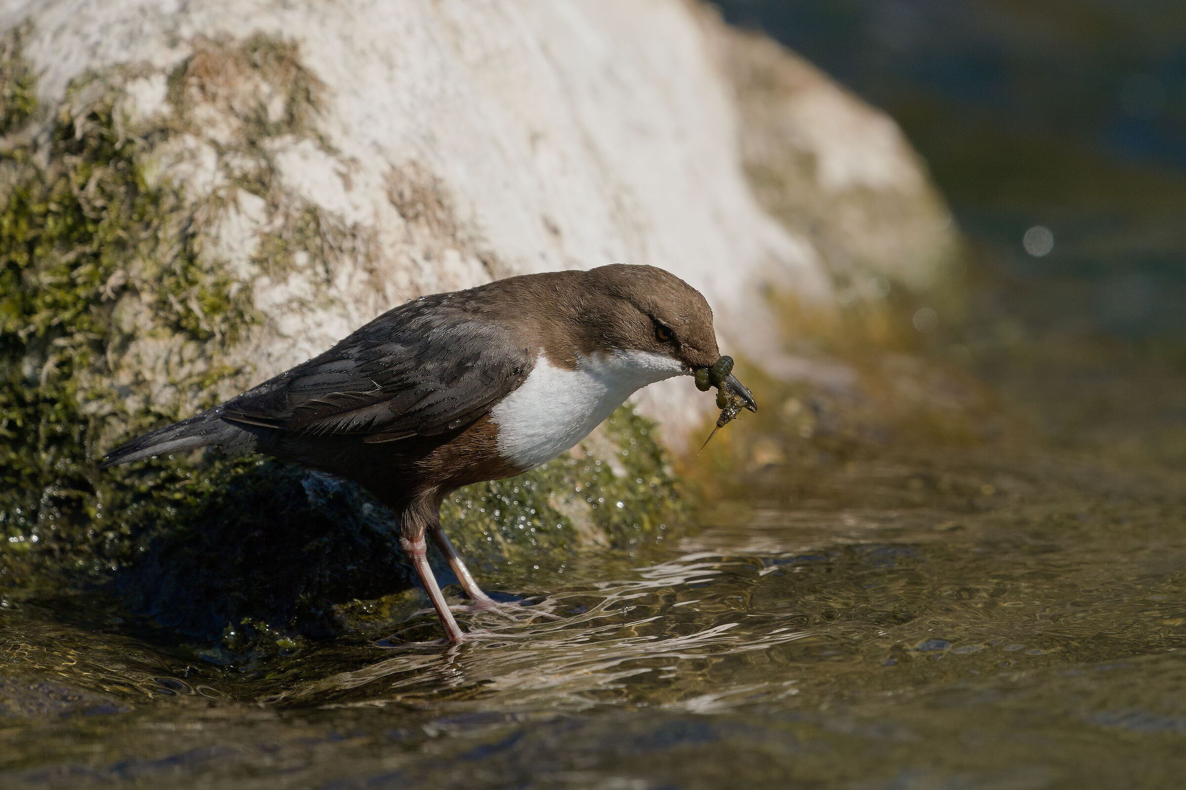 White-throated dipper