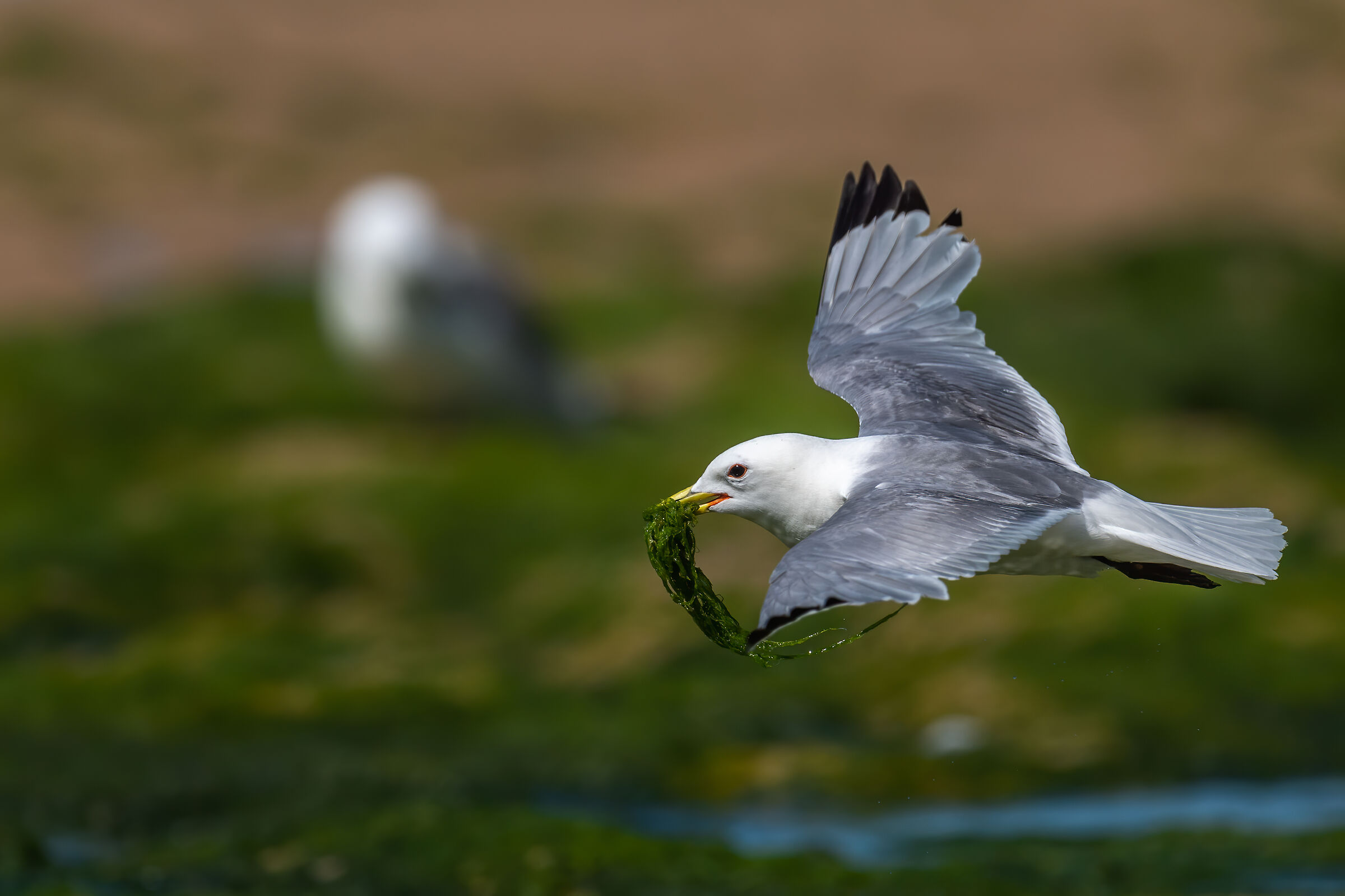 Mouette tridactyle