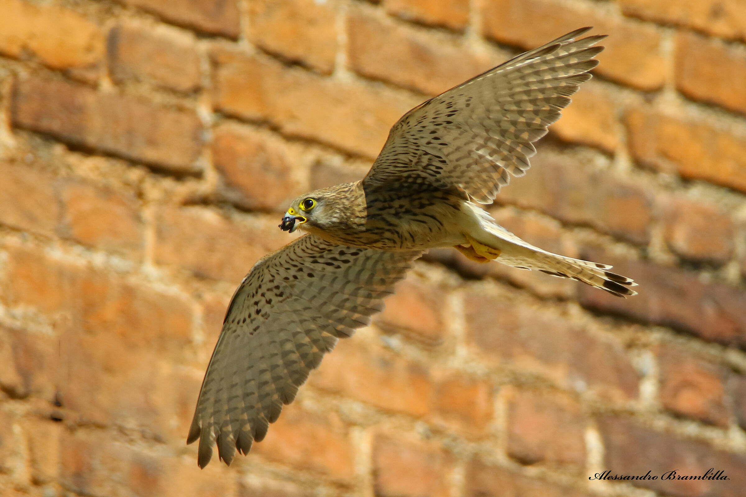 Return to the nest