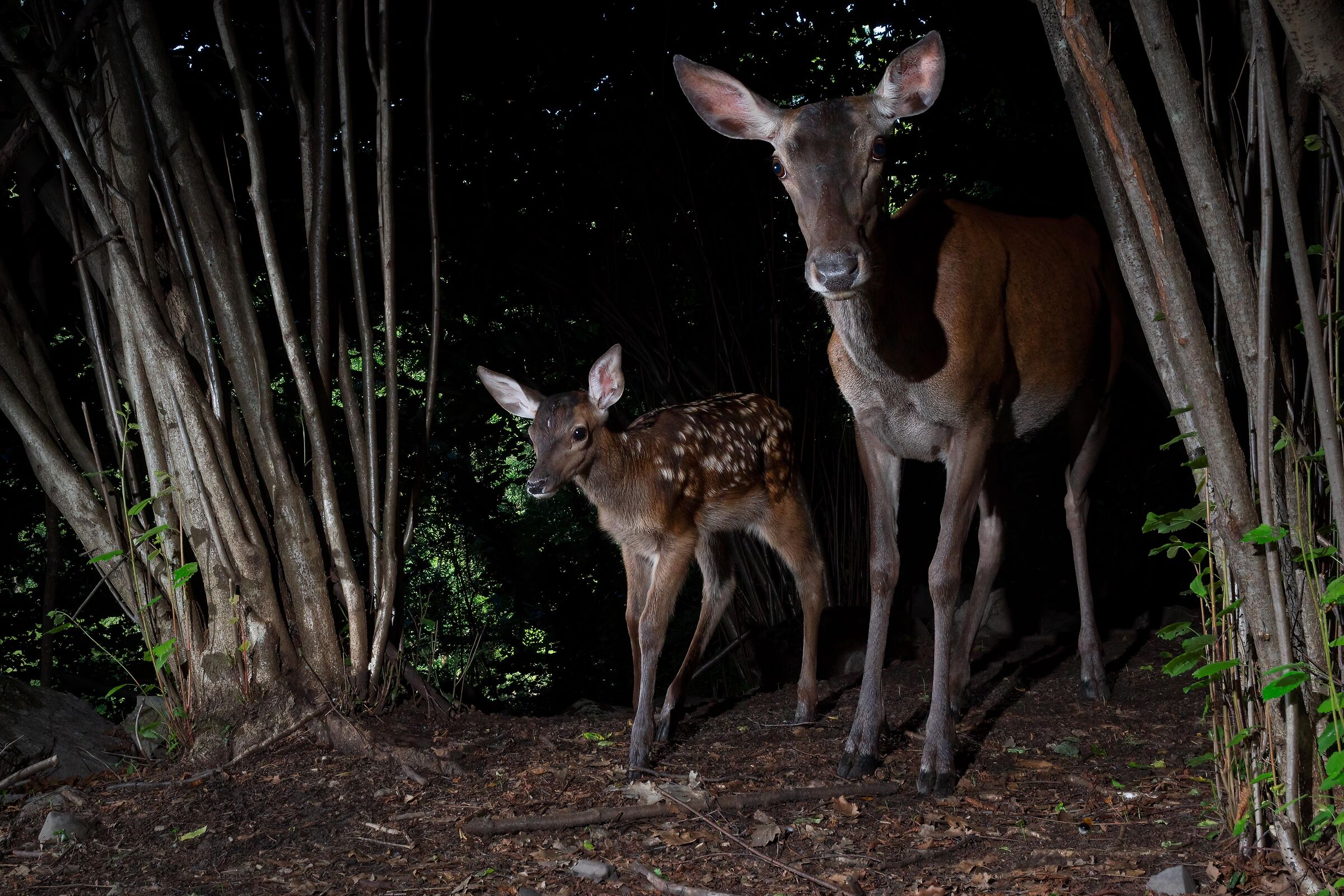 Bambi with mamma_2