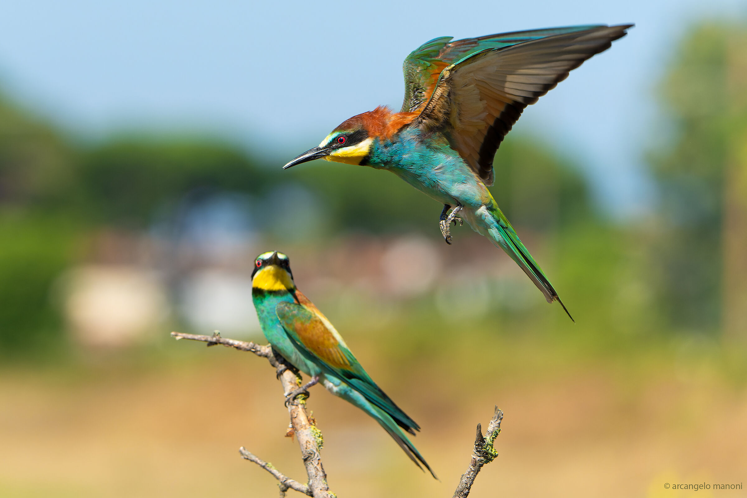 Gruccione sopra gruccione