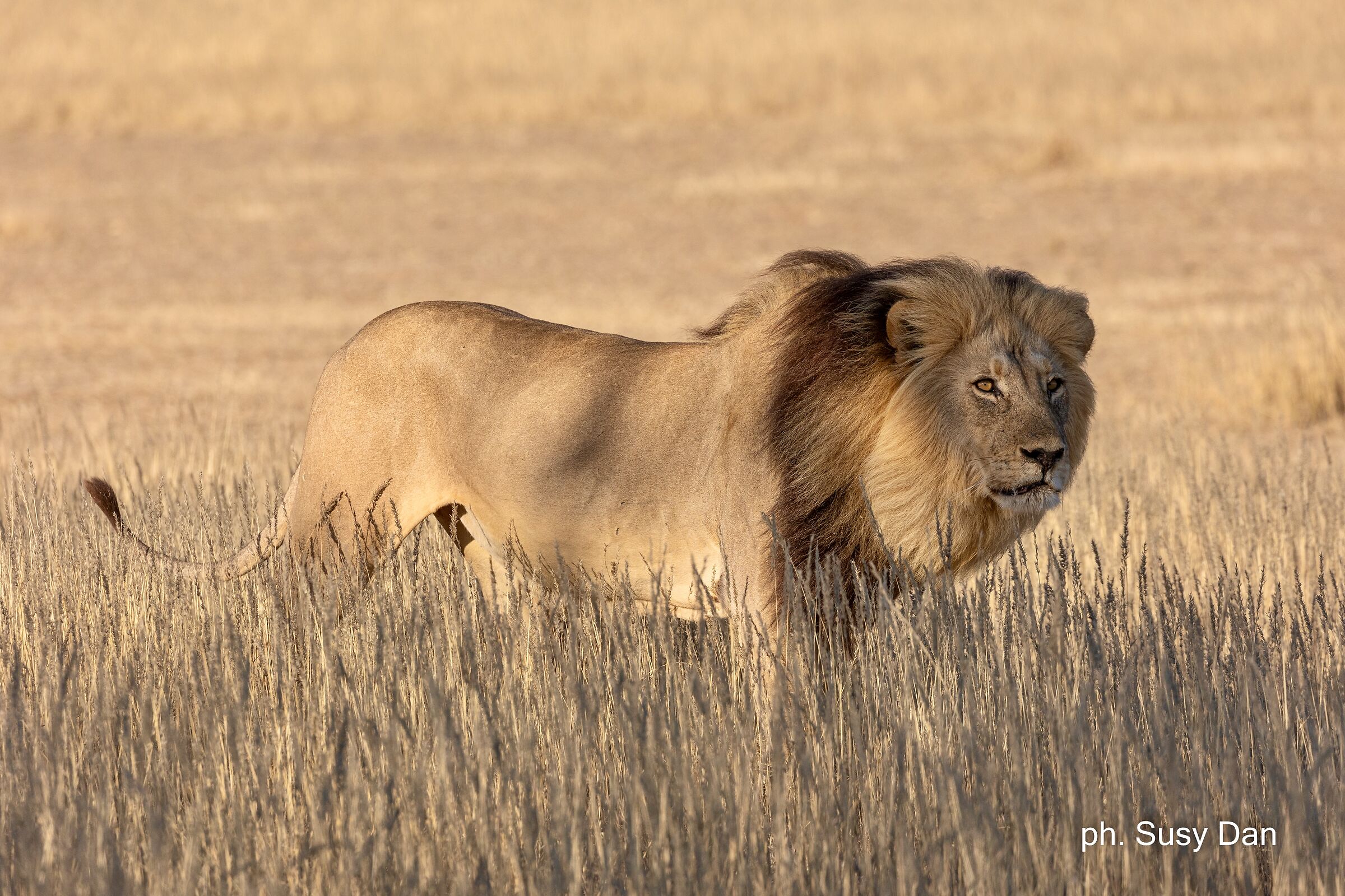 Quella luce nei tuoi occhi…