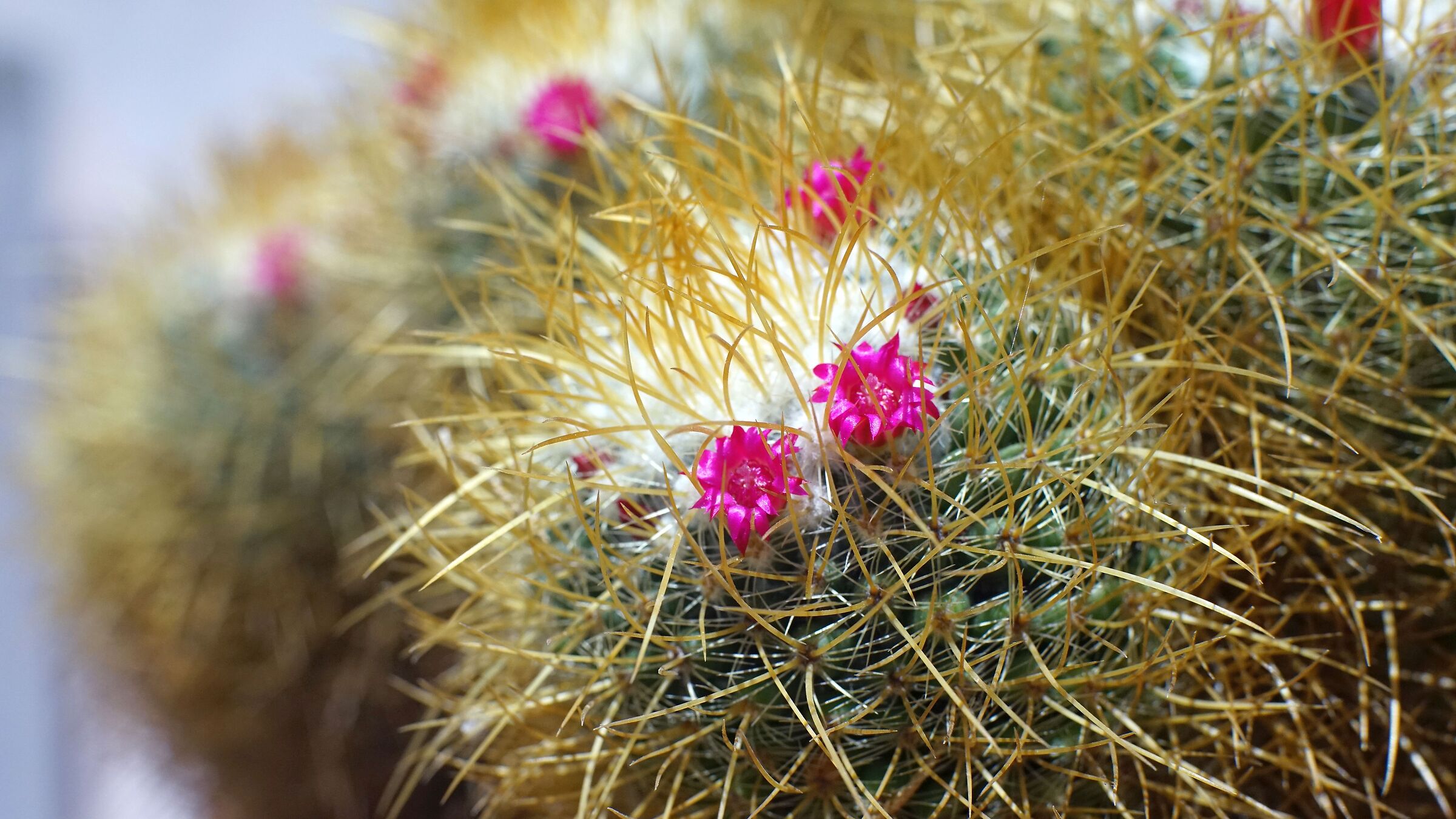 Natura viva anche con la siccità