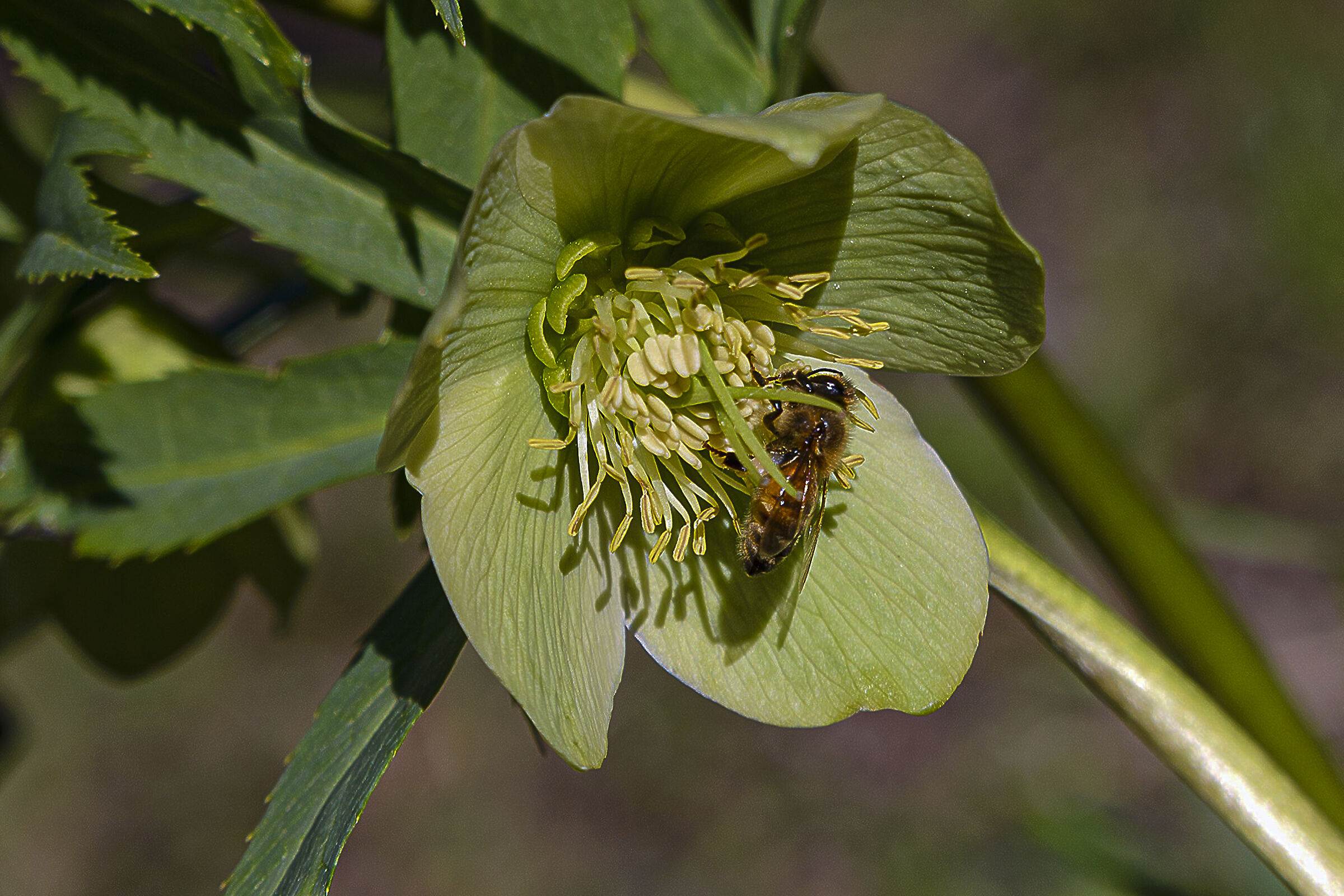 Helleborus Viridis