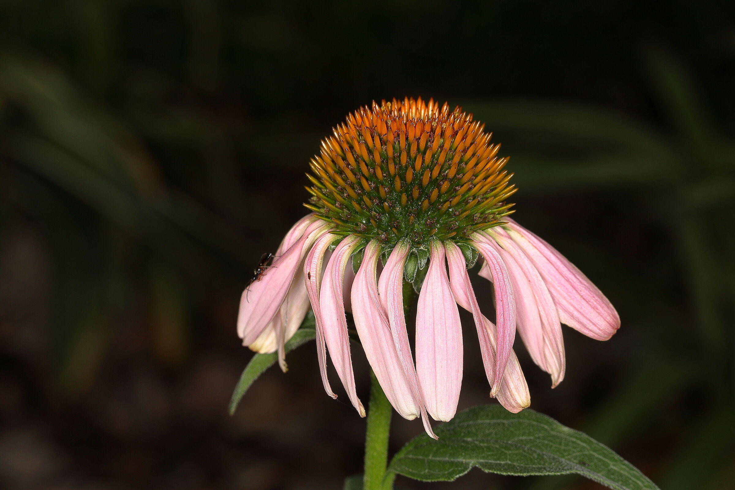Echinacea purpurea
