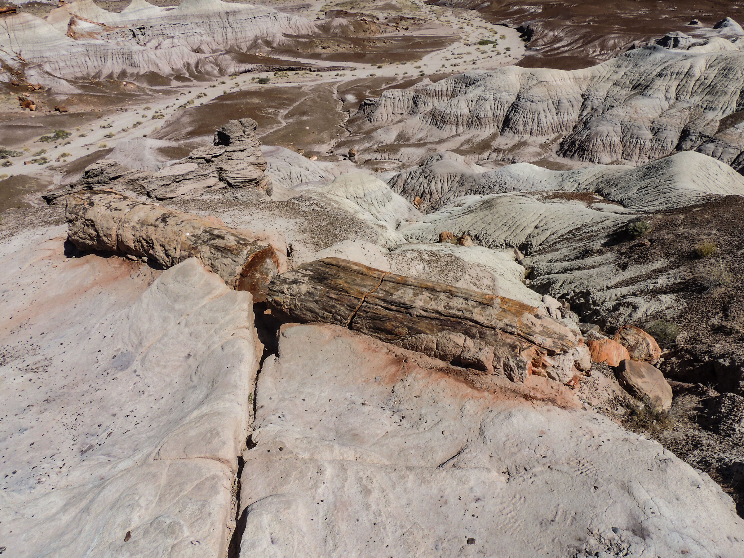 Foresta pietrificata