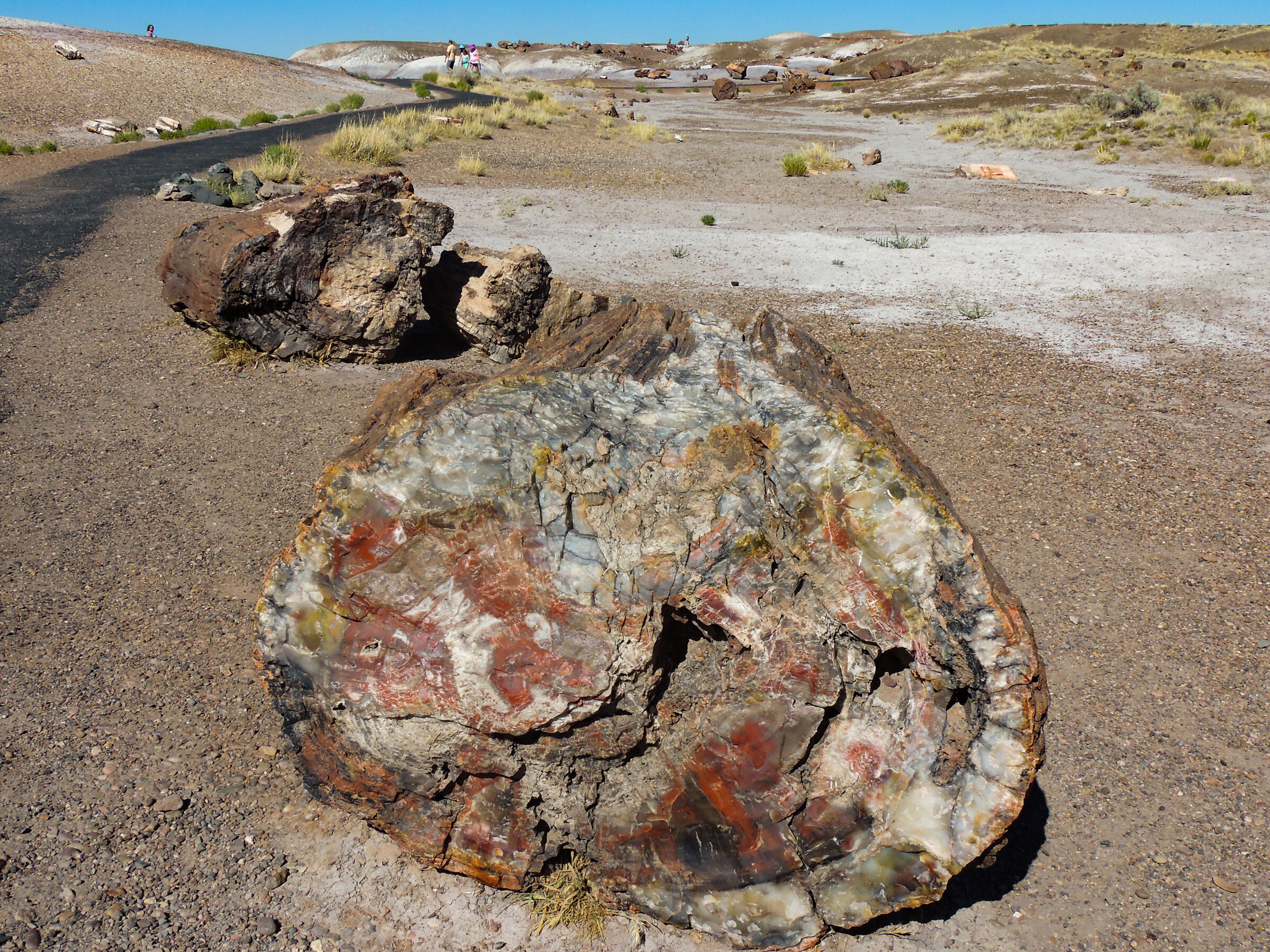 Foresta pietrificata