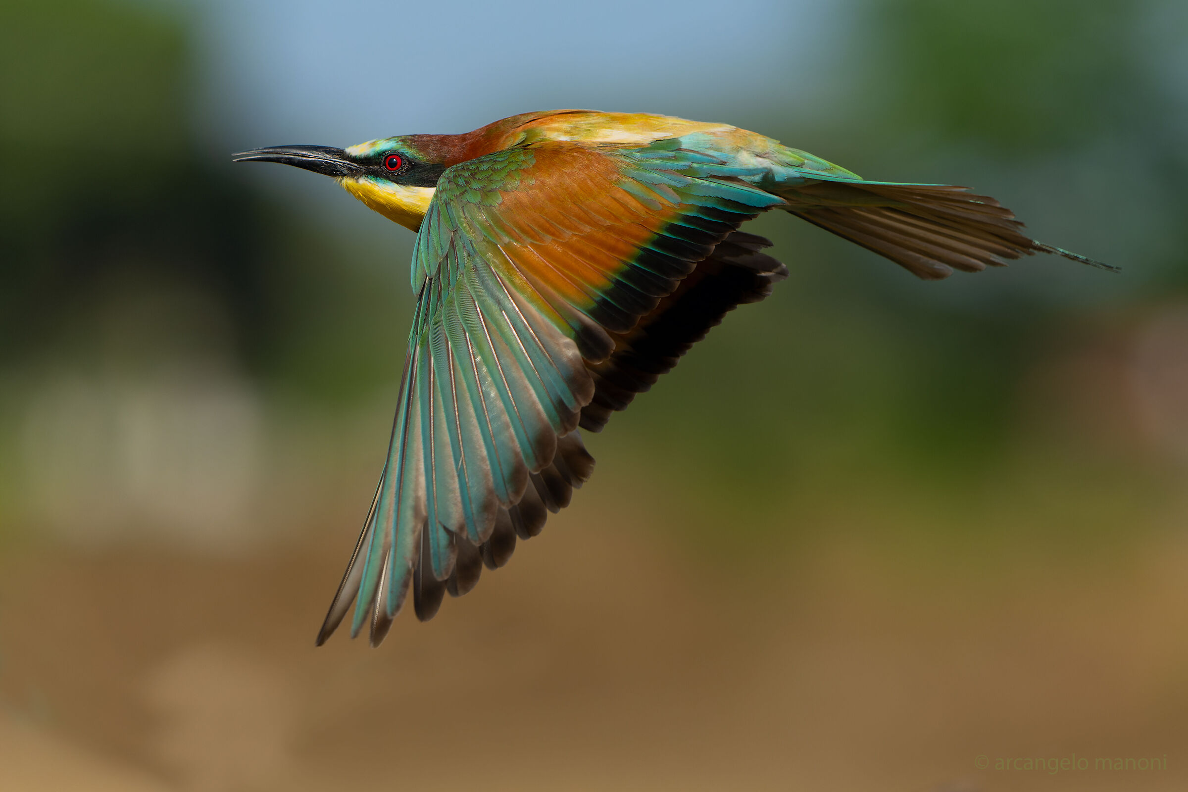 When bee-eaters pass low