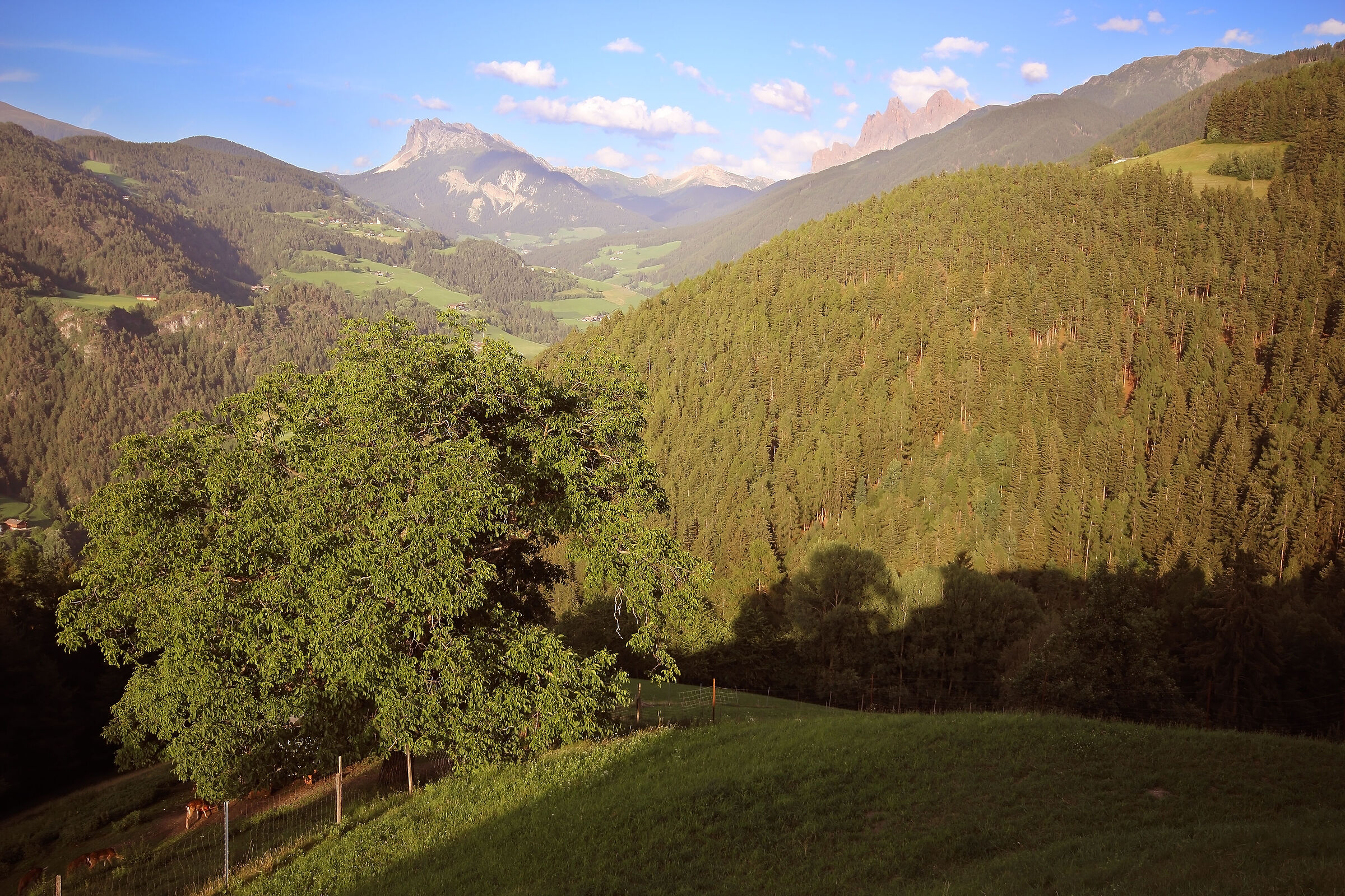 Il vecchio noce della Val di funes