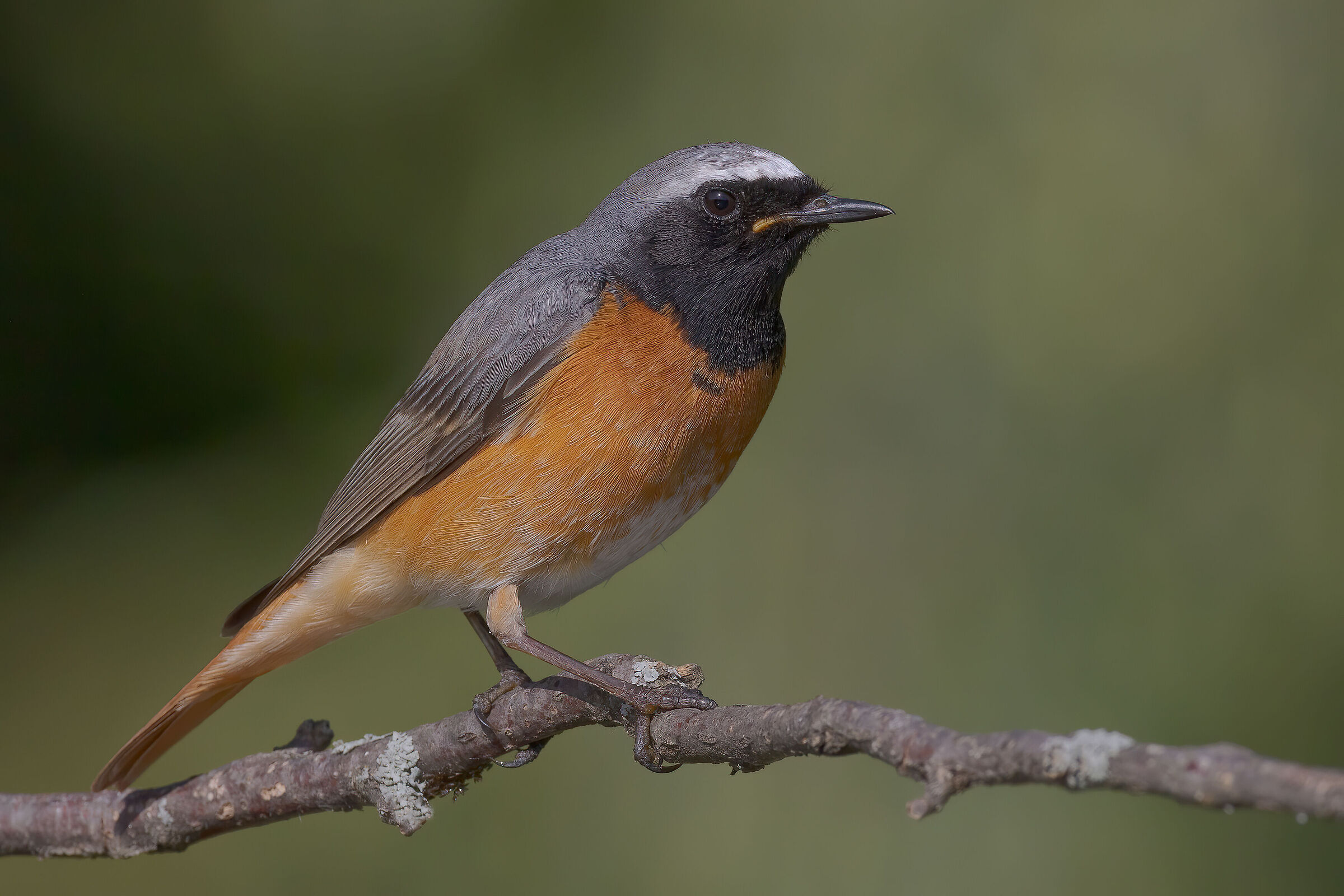 Codirosso comune &male;