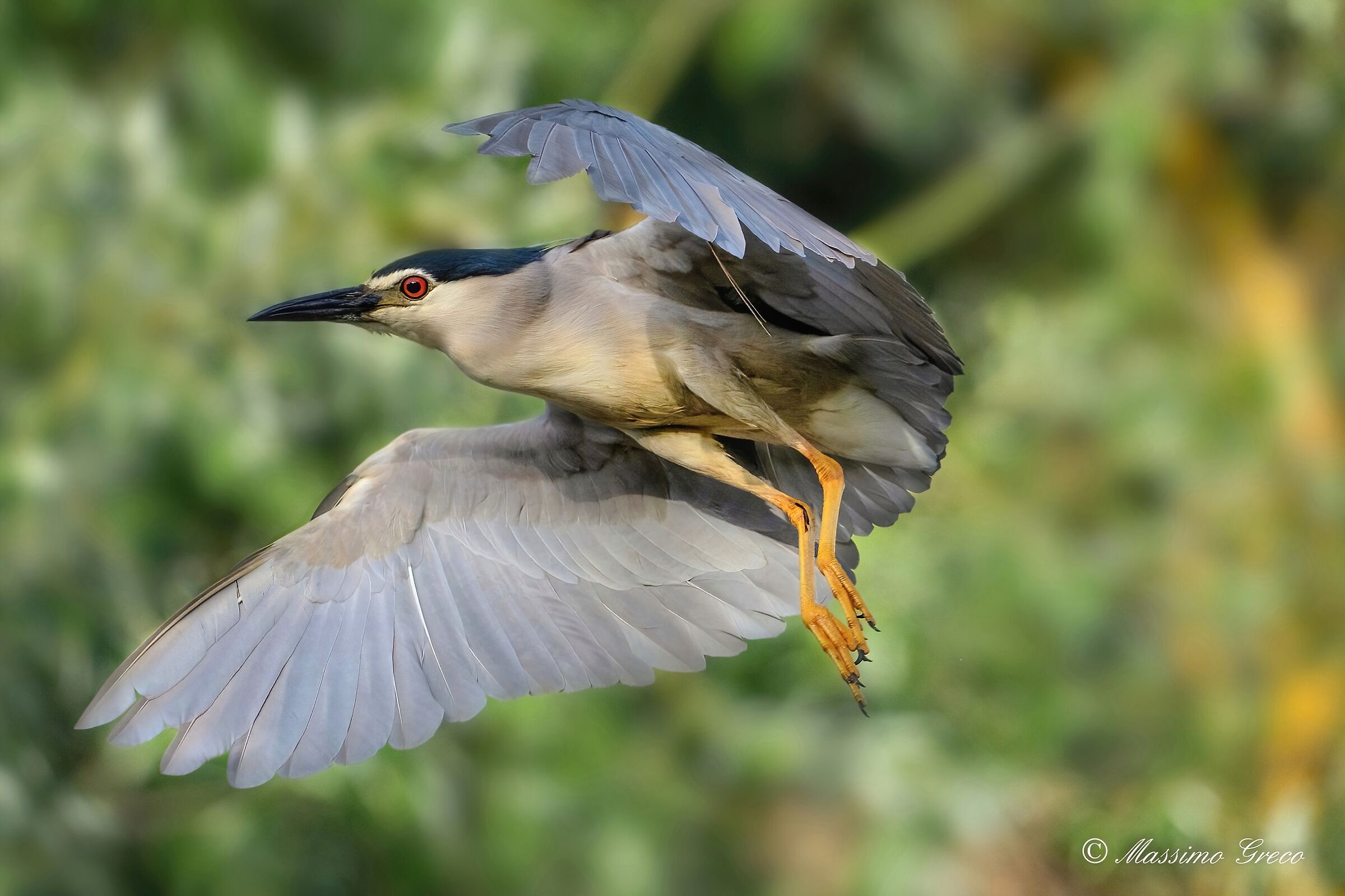 Nitticora (Nycticorax nycticorax )