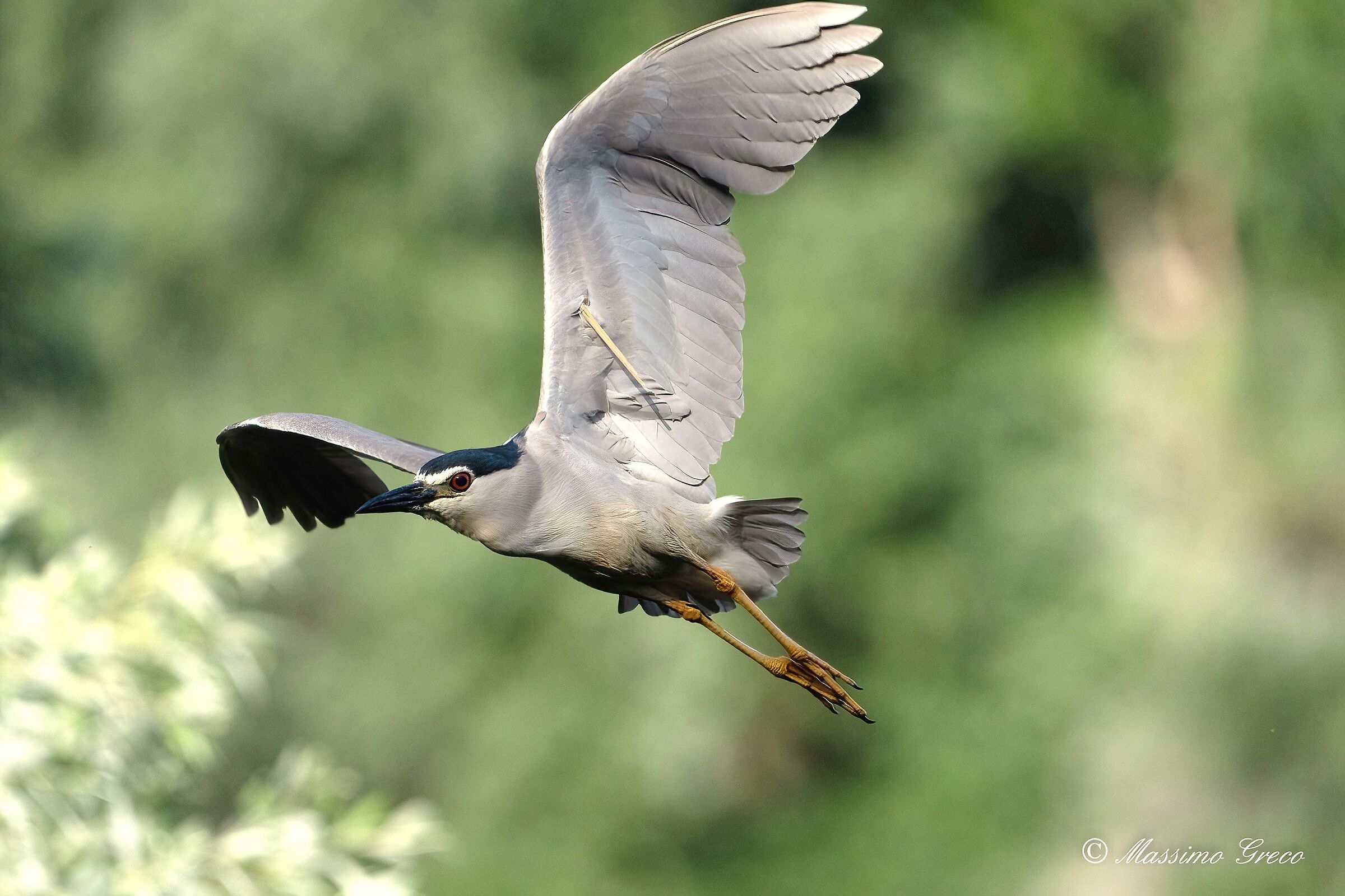 Nitticora (Nycticorax nycticorax )
