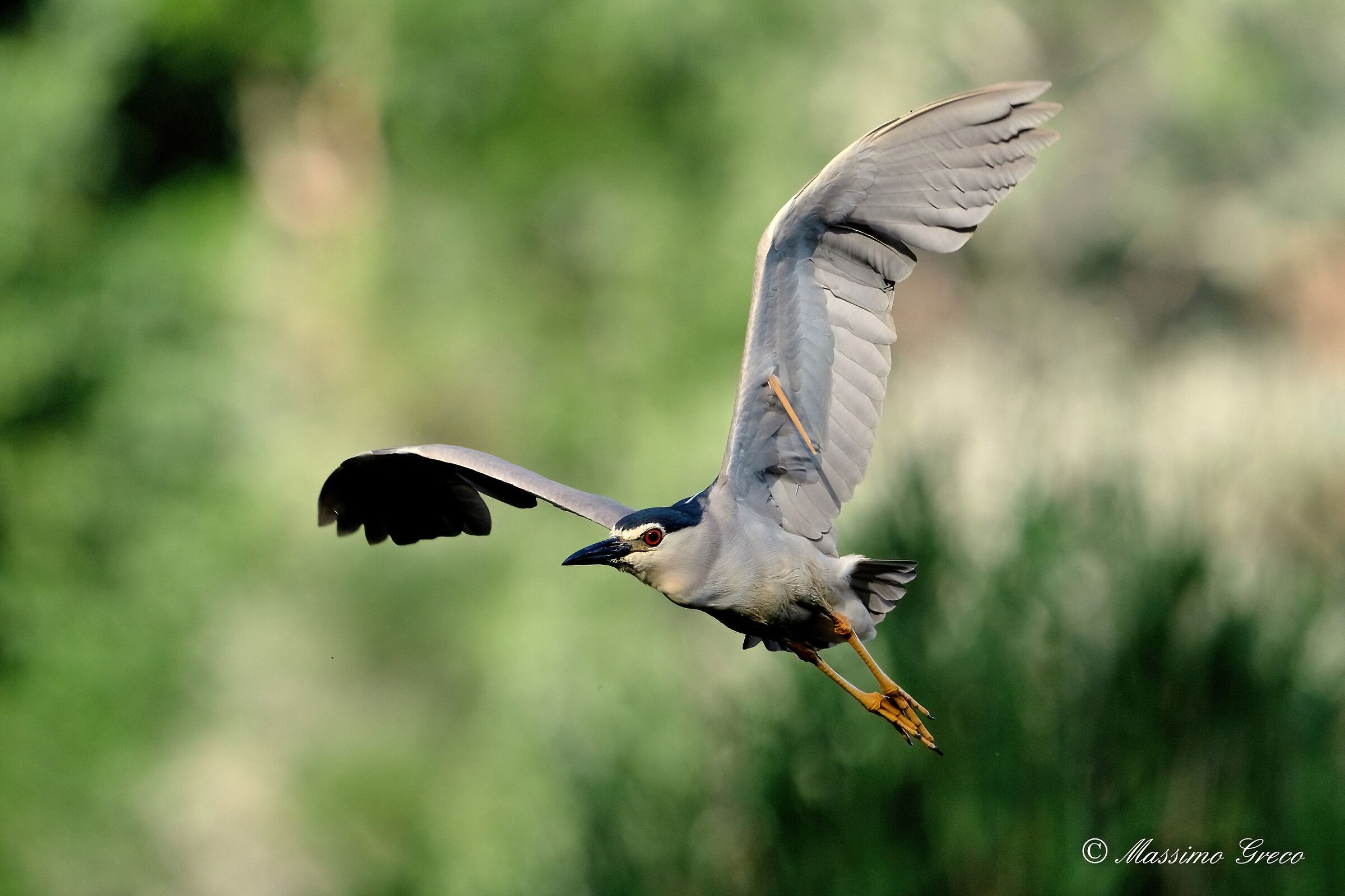 Nitticora (Nycticorax nycticorax )