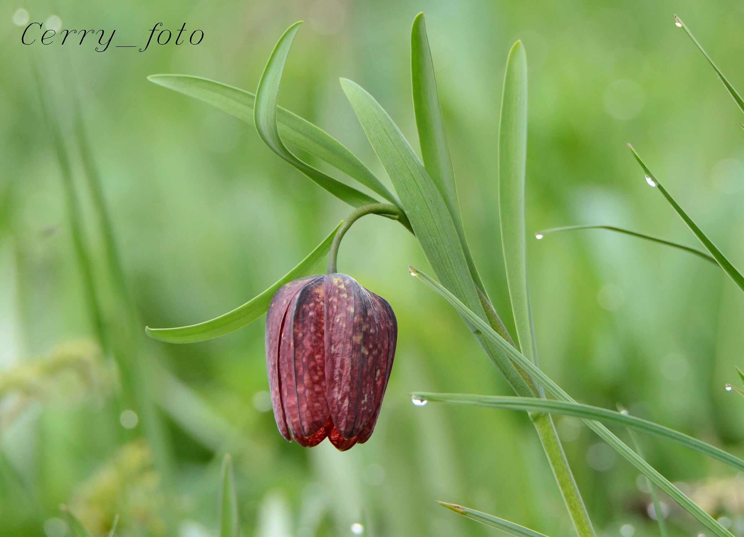 Fritillaria