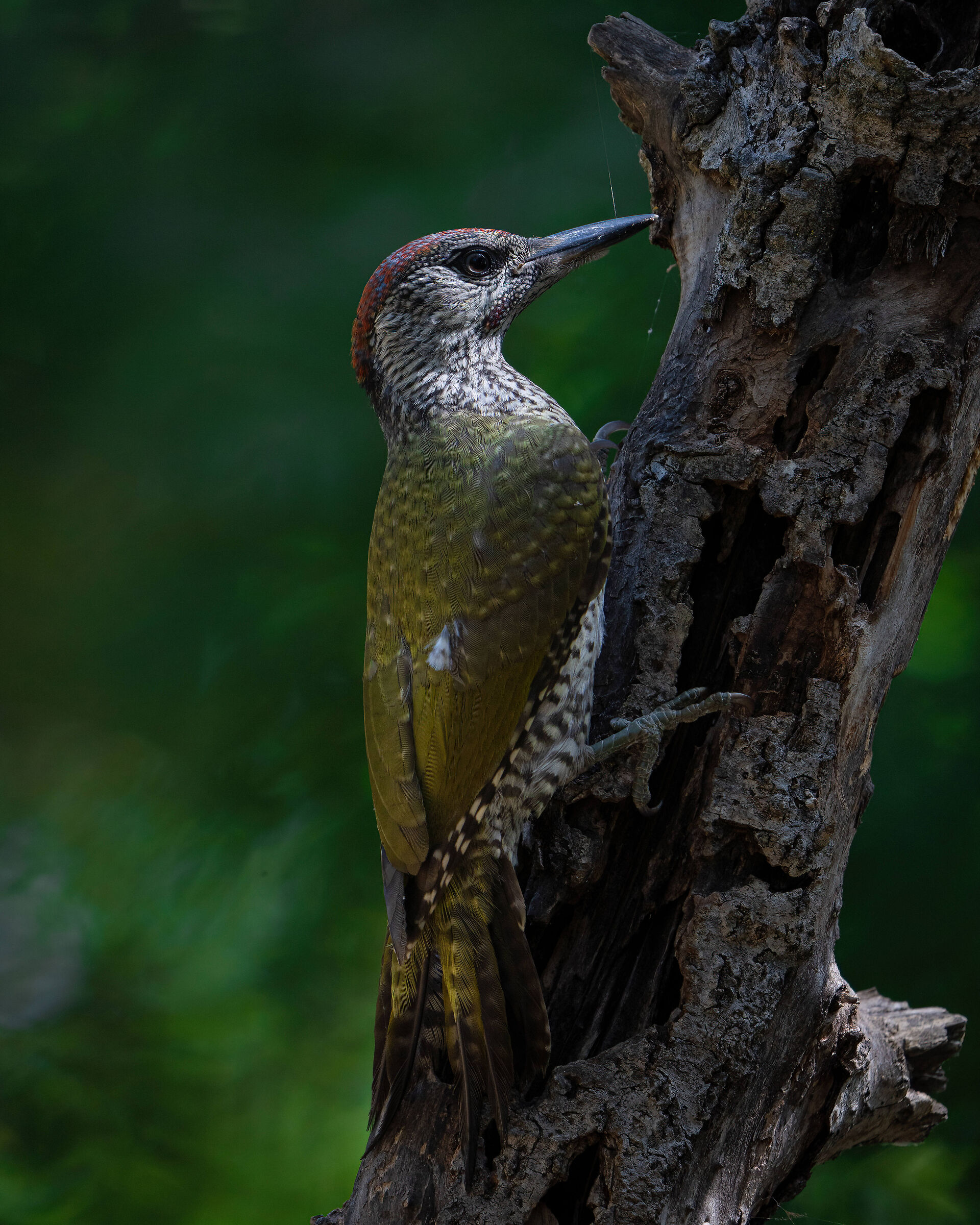 Green woodpecker juv.